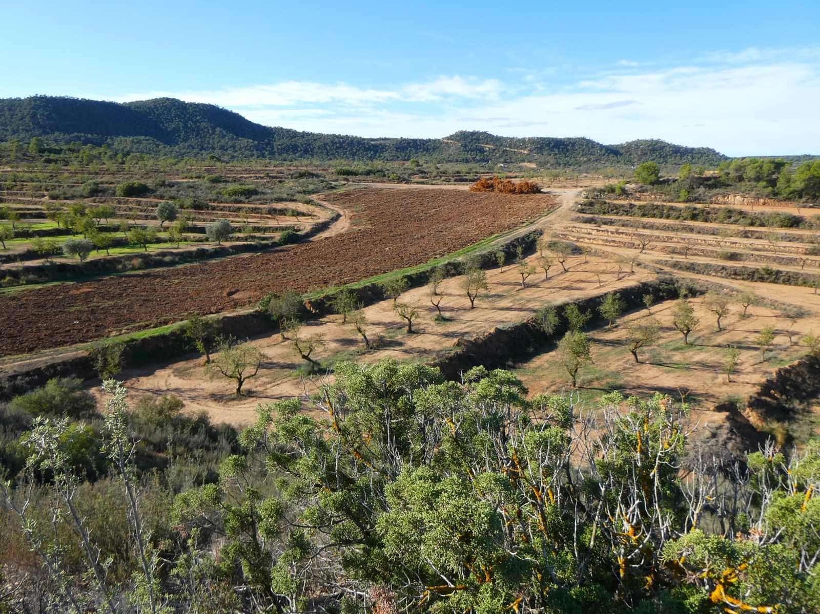 Finca/Casa Rural en Maella en venta - 15.000 € (Ref: 8575834)