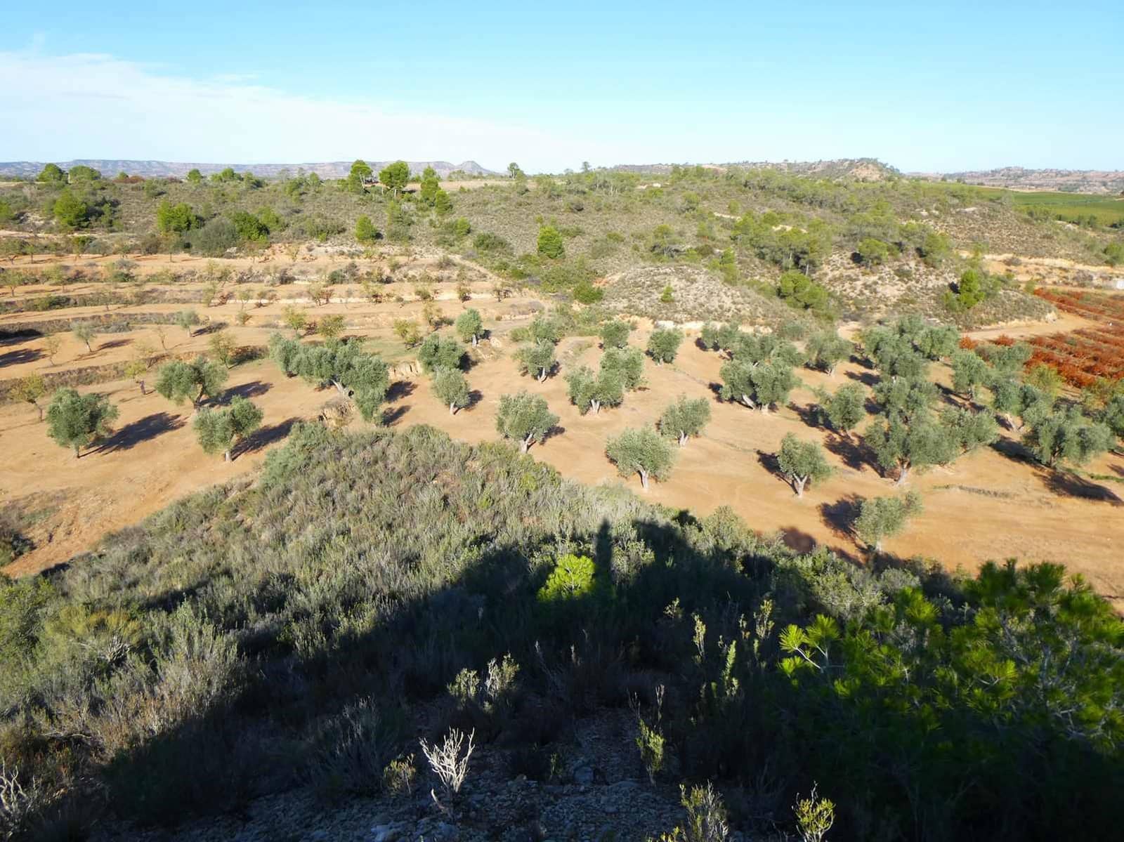 Finca/Casa Rural en Maella en venta - 15.000 € (Ref: 8575834)