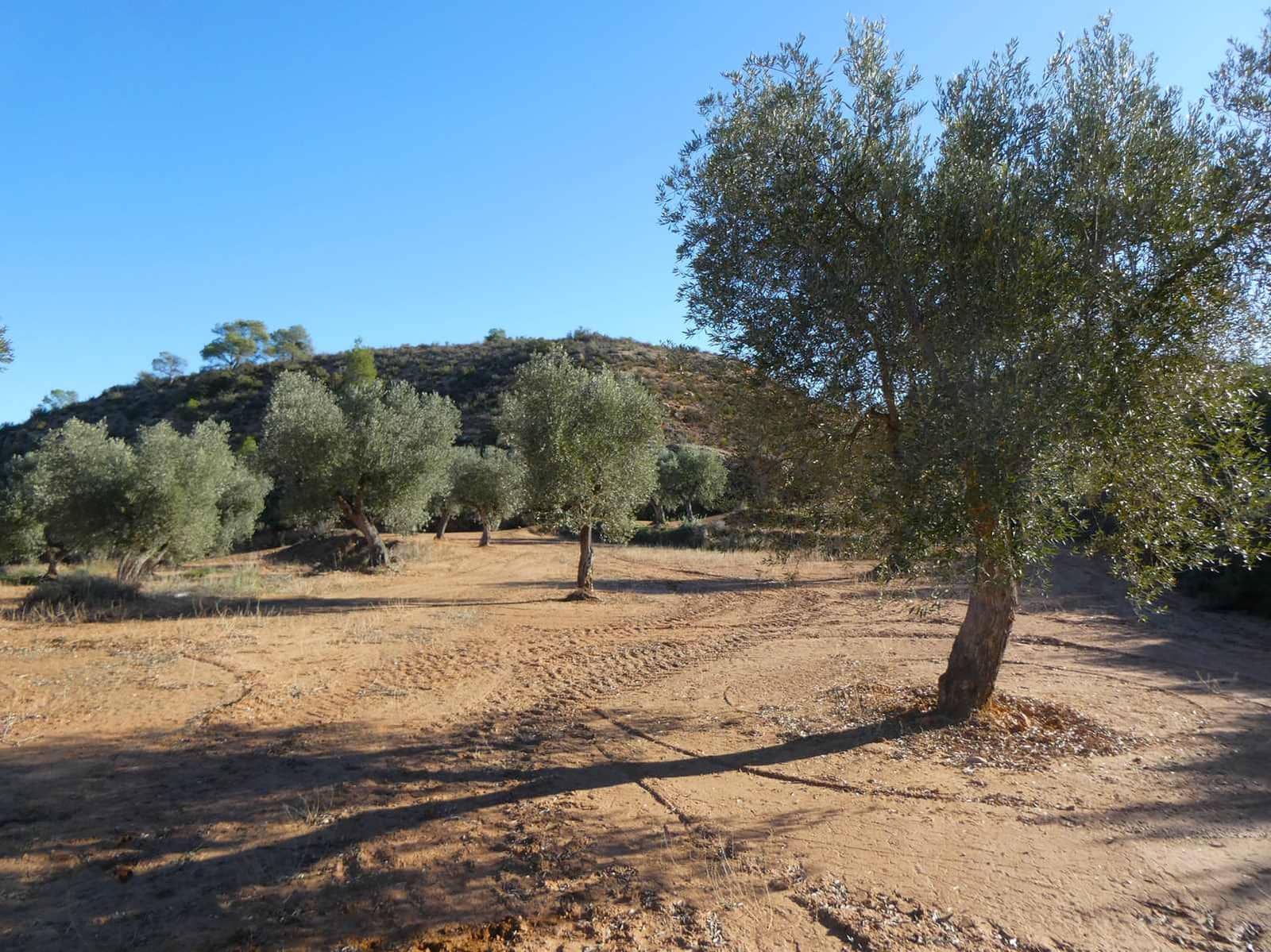 Finca/Casa Rural en Maella en venta - 15.000 € (Ref: 8575834)