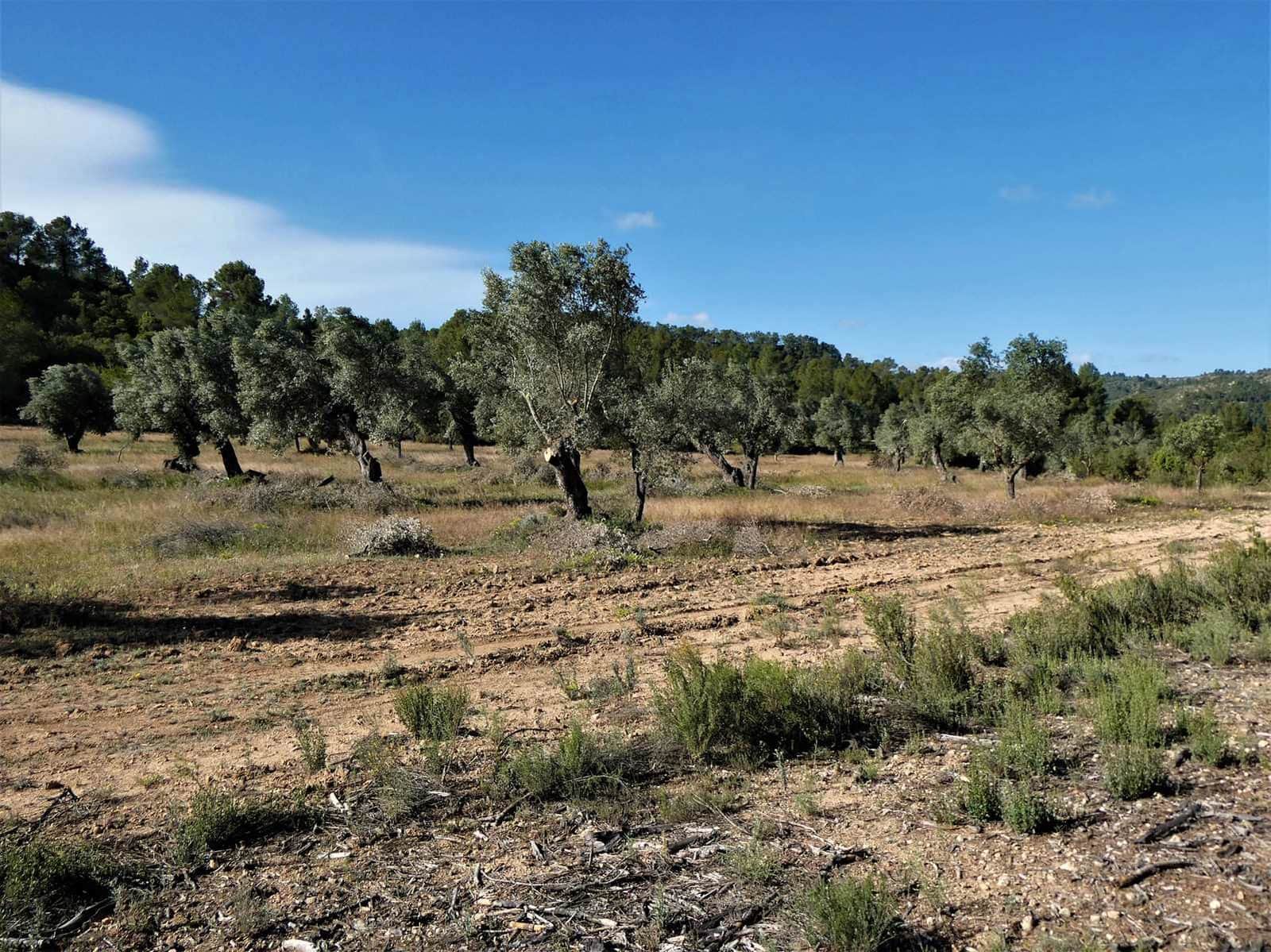 Finca/Country House for sale in Calaceite - € 39,000 (Ref: 8672378)