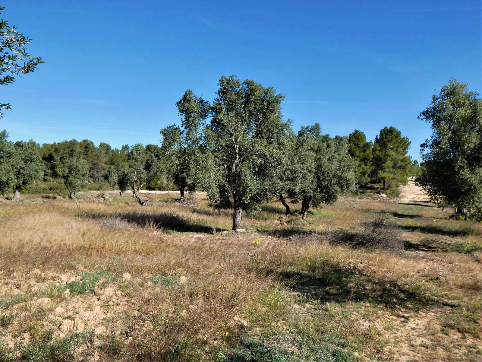 Finca/Country House for sale in Calaceite - € 39,000 (Ref: 8672378)