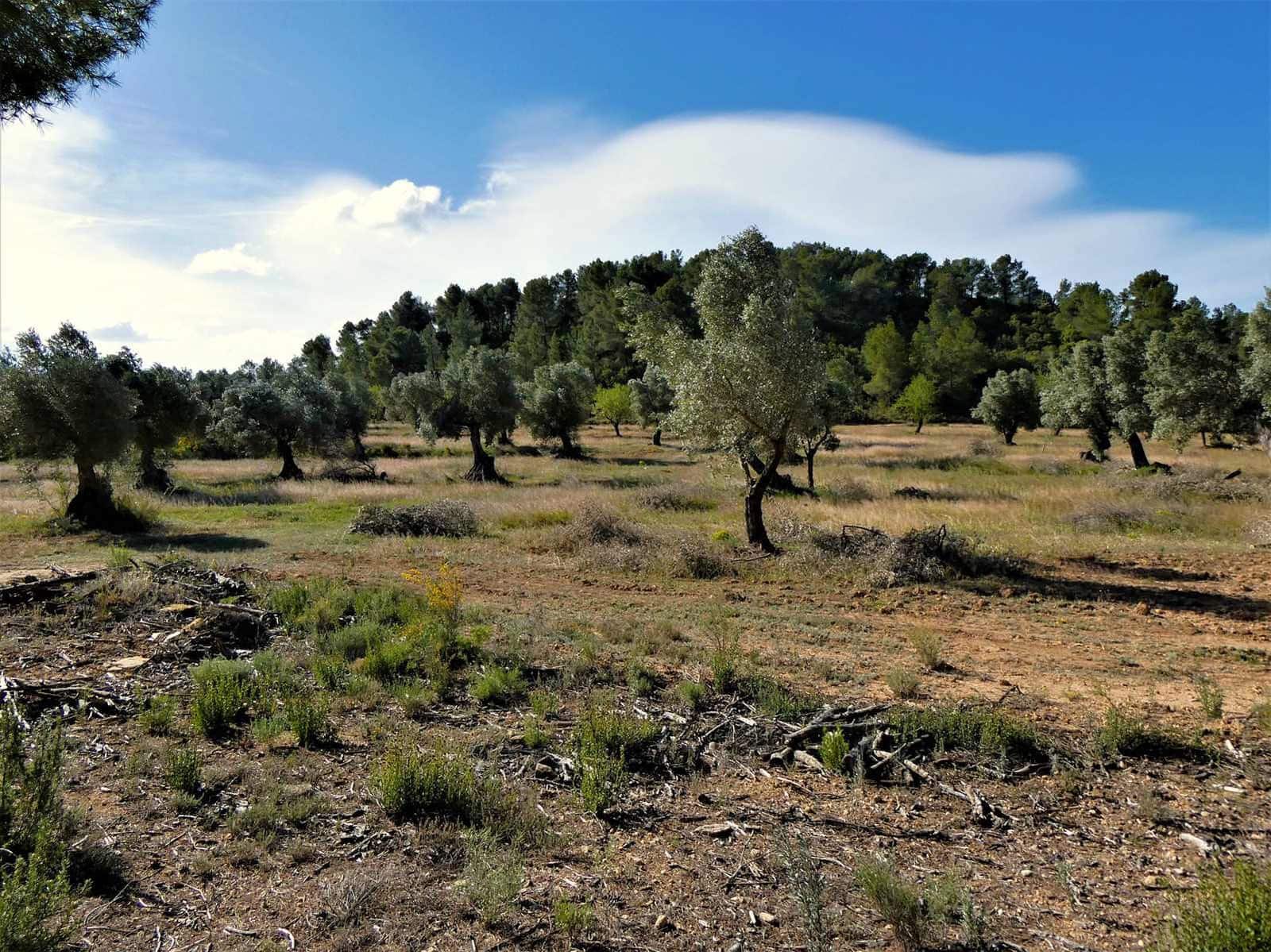 Finca/Country House for sale in Calaceite - € 39,000 (Ref: 8672378)