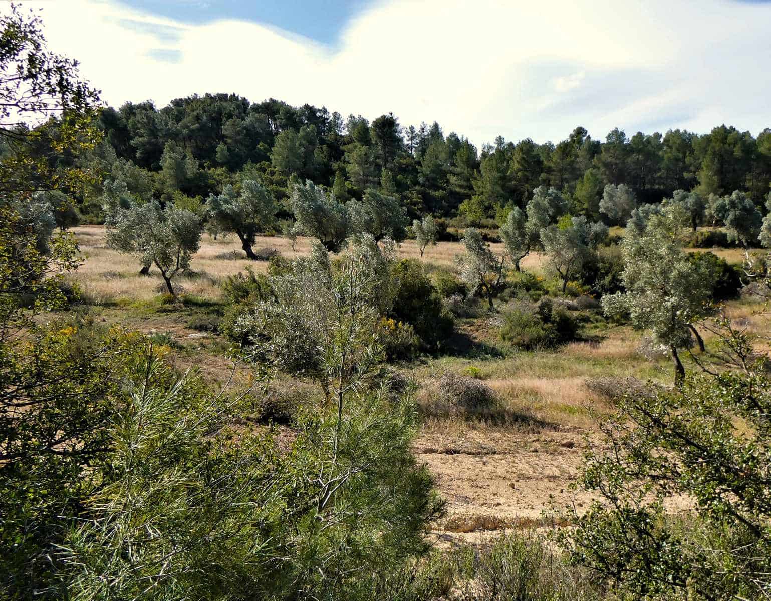 Finca/Country House for sale in Calaceite - € 39,000 (Ref: 8672378)