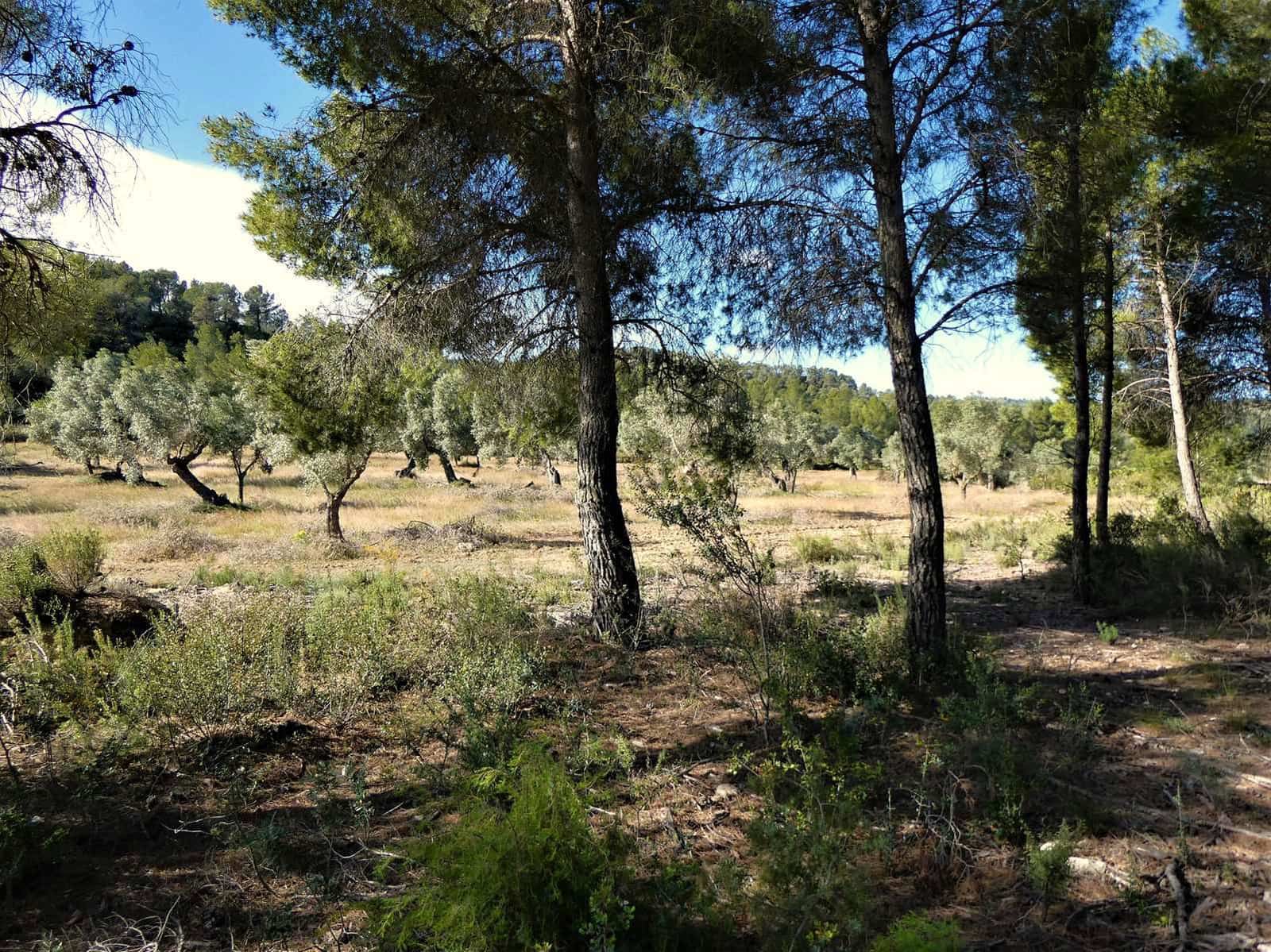 Finca/Country House for sale in Calaceite - € 39,000 (Ref: 8672378)