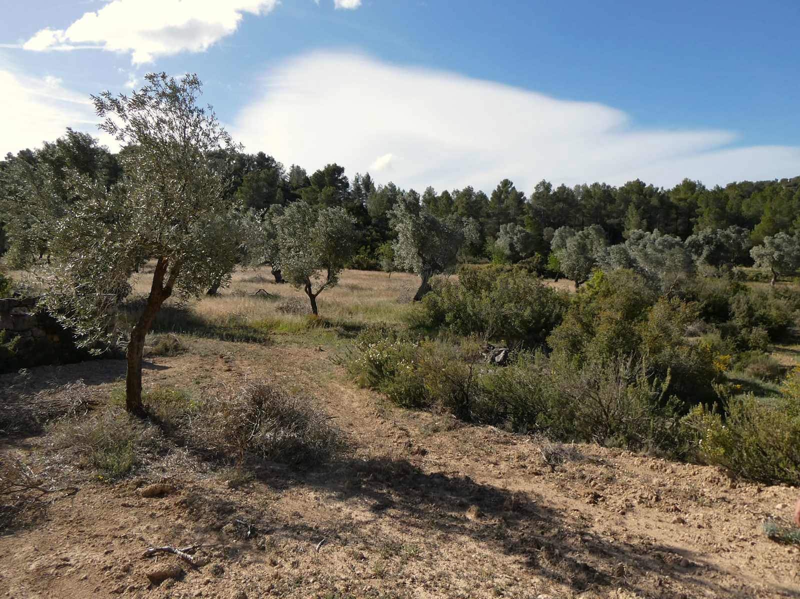 Finca/Country House for sale in Calaceite - € 39,000 (Ref: 8672378)