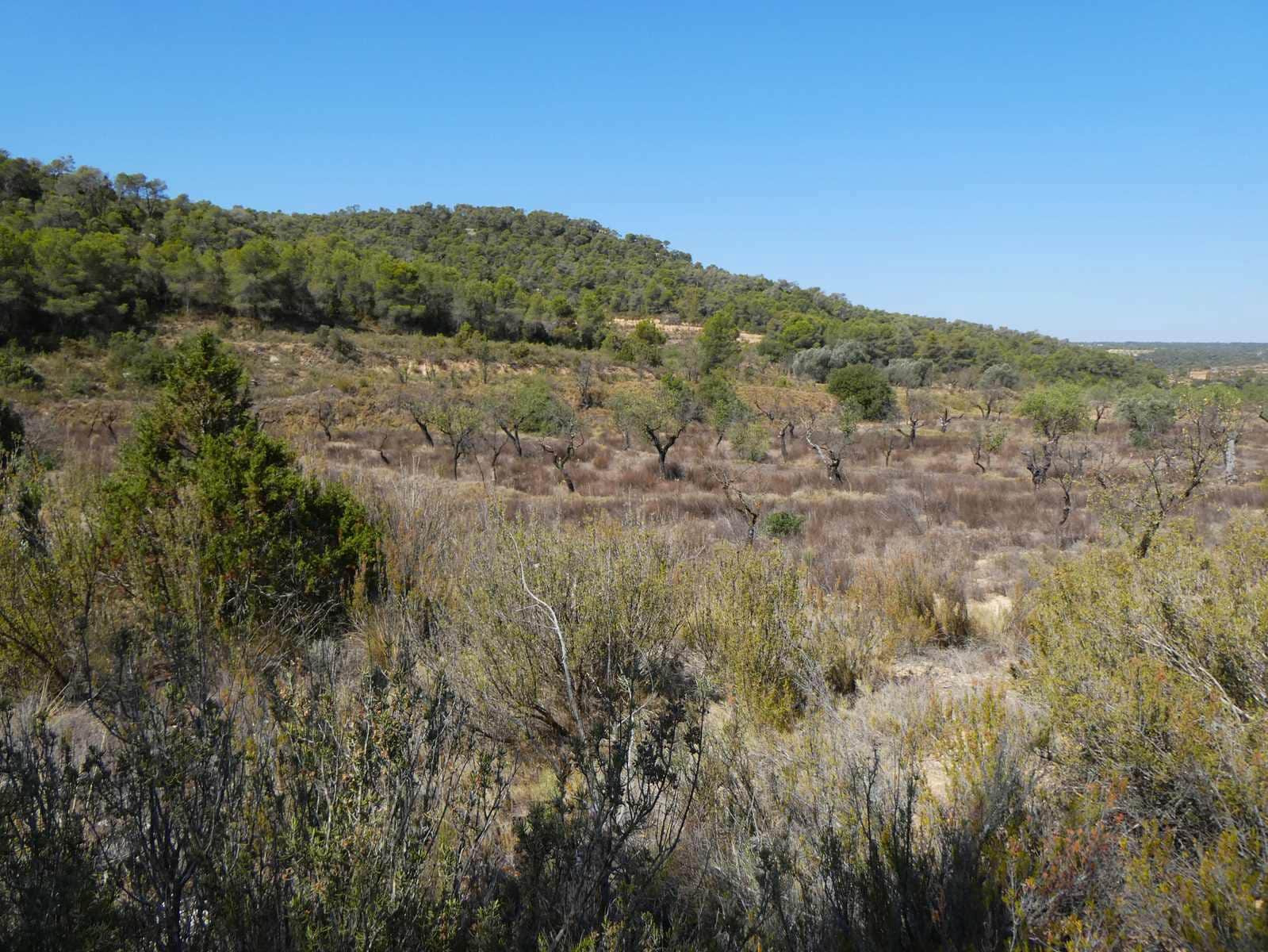 Finca/Casa Rural en Maella en venta - 16.500 € (Ref: 8764956)