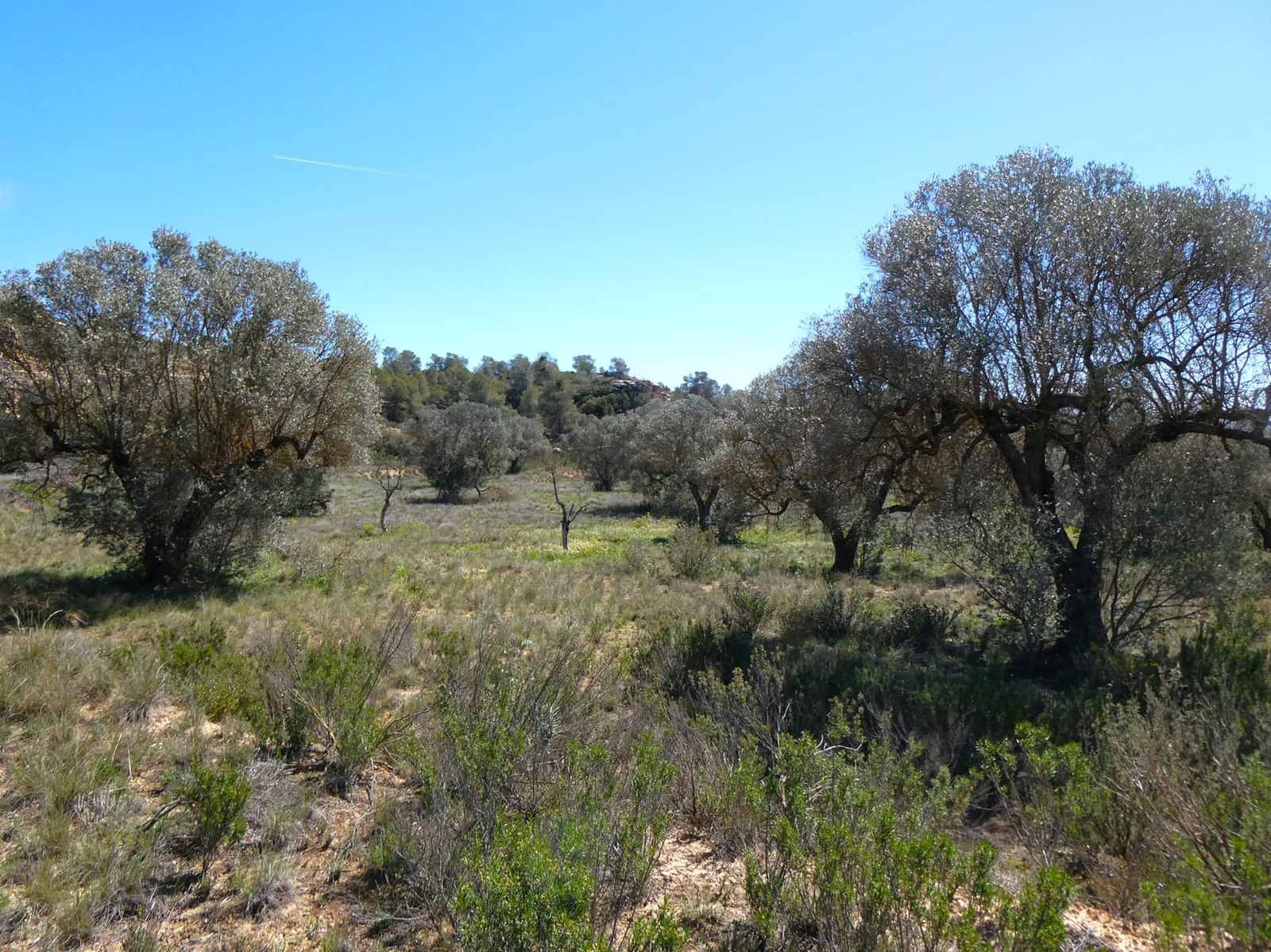 Finca/Casa di Campagna in vendita in Fabara - 11.000 € (Rif: 8916871)