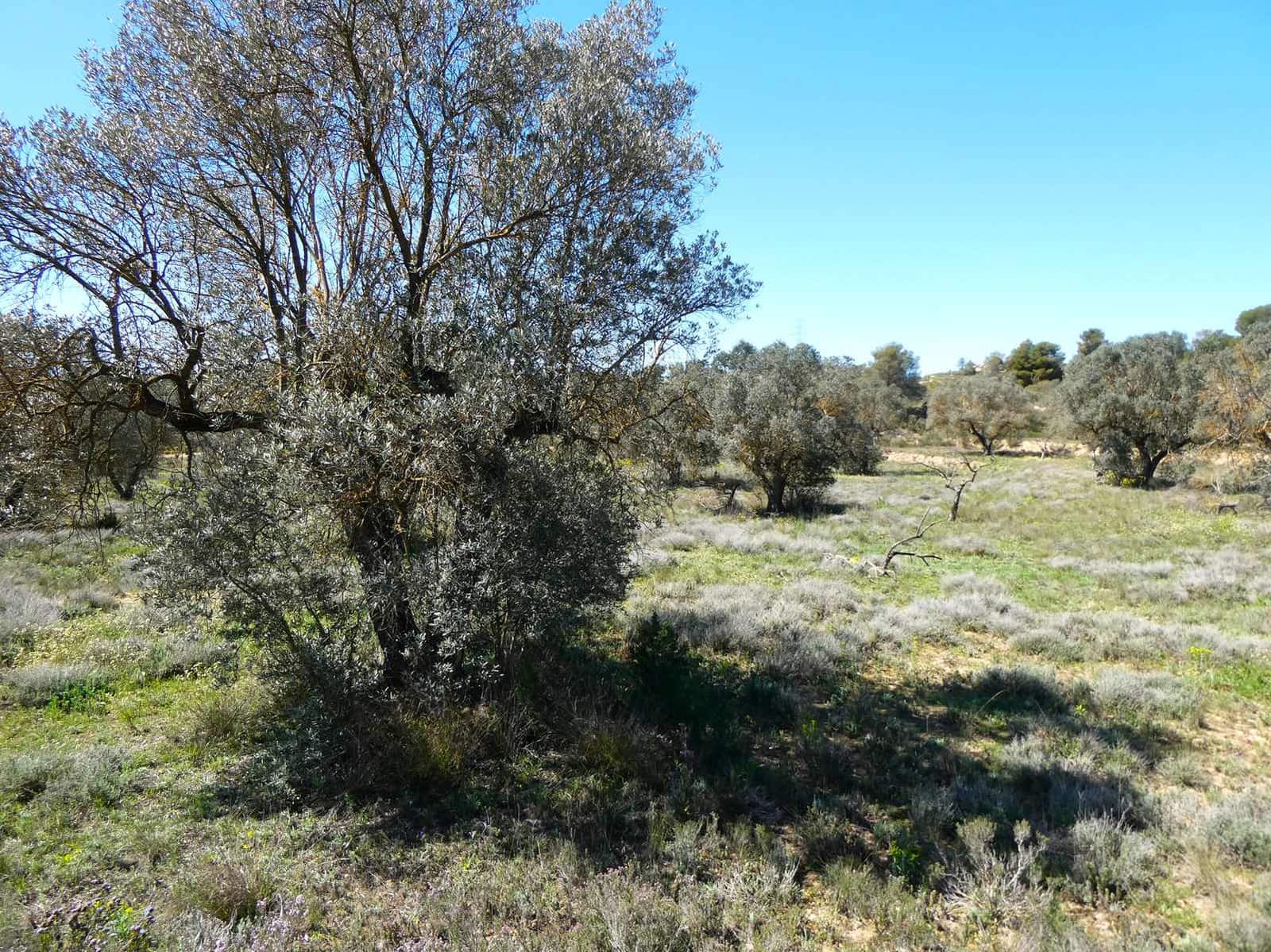 Finca/Casa di Campagna in vendita in Fabara - 11.000 € (Rif: 8916871)