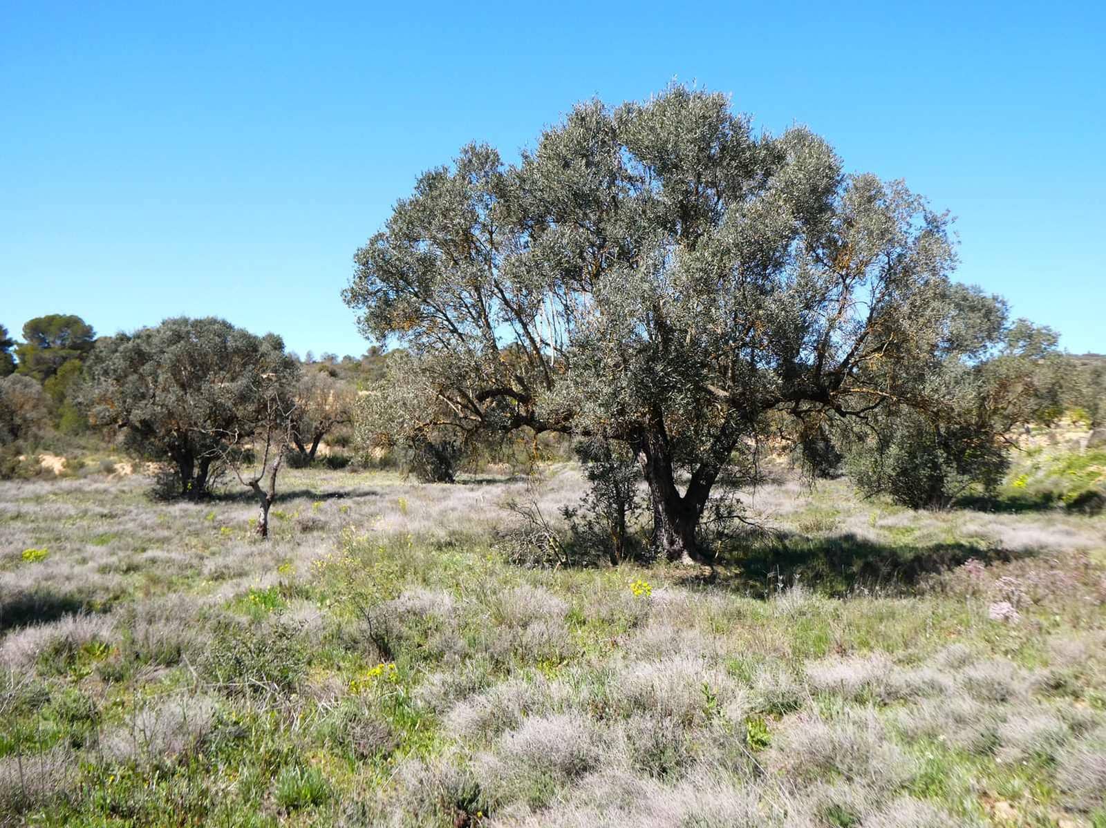 Finca/Casa di Campagna in vendita in Fabara - 11.000 € (Rif: 8916871)