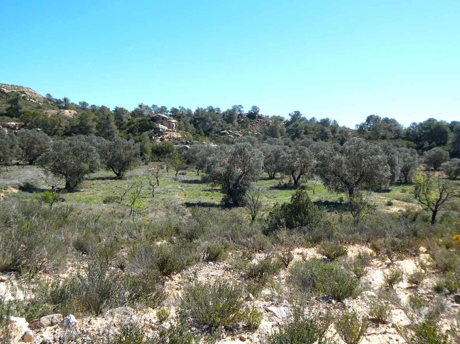 Finca/Landehus til salg i Fabara - € 9.500 (Ref: 8916871)