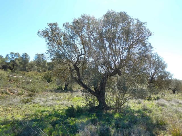 Finca/Landehus til salg i Fabara - € 9.500 (Ref: 8916871)