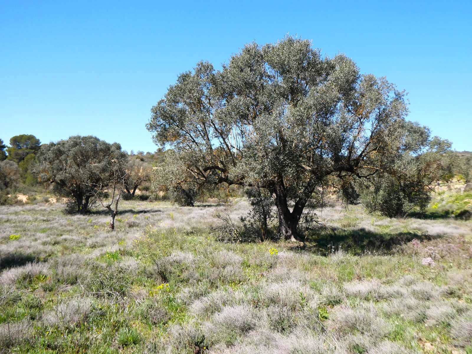 Finca/Landehus til salg i Fabara - € 9.500 (Ref: 8916871)