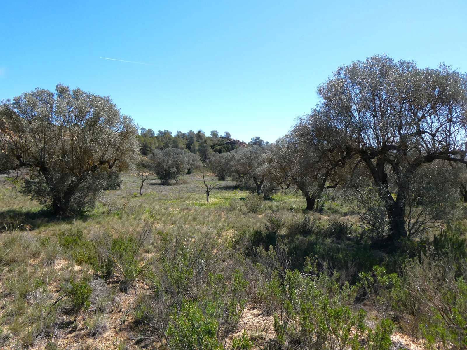 Finca/Landehus til salg i Fabara - € 9.500 (Ref: 8916871)