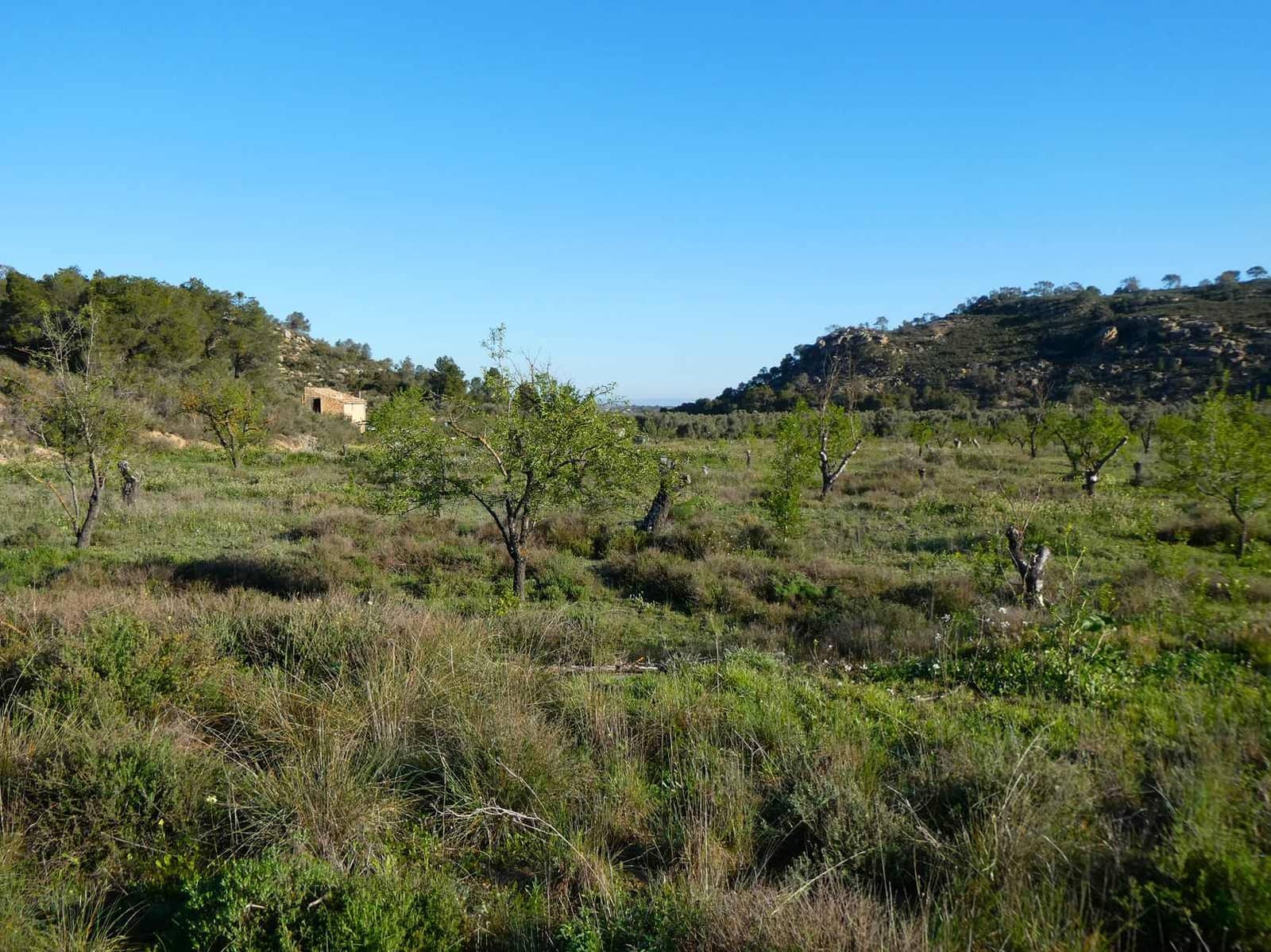 1 soveværelse Finca/Landehus til salg i Maella - € 43.500 (Ref: 8948337)