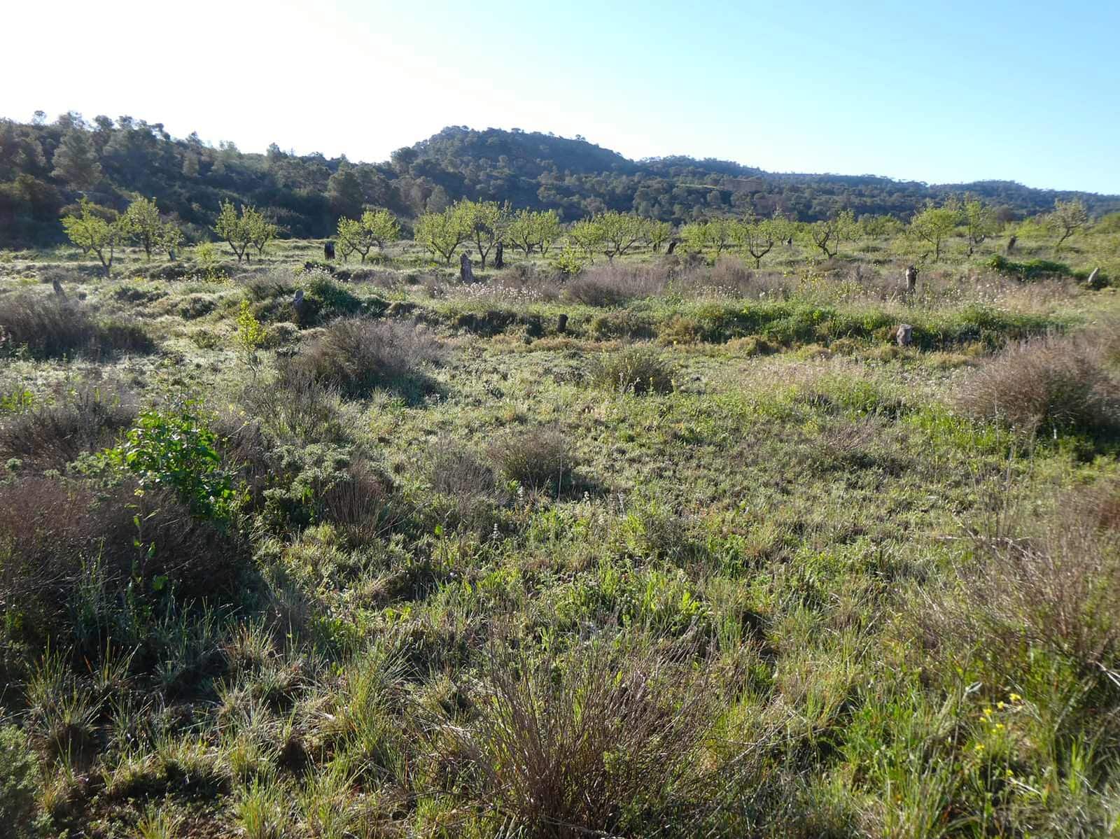 1 soveværelse Finca/Landehus til salg i Maella - € 43.500 (Ref: 8948337)