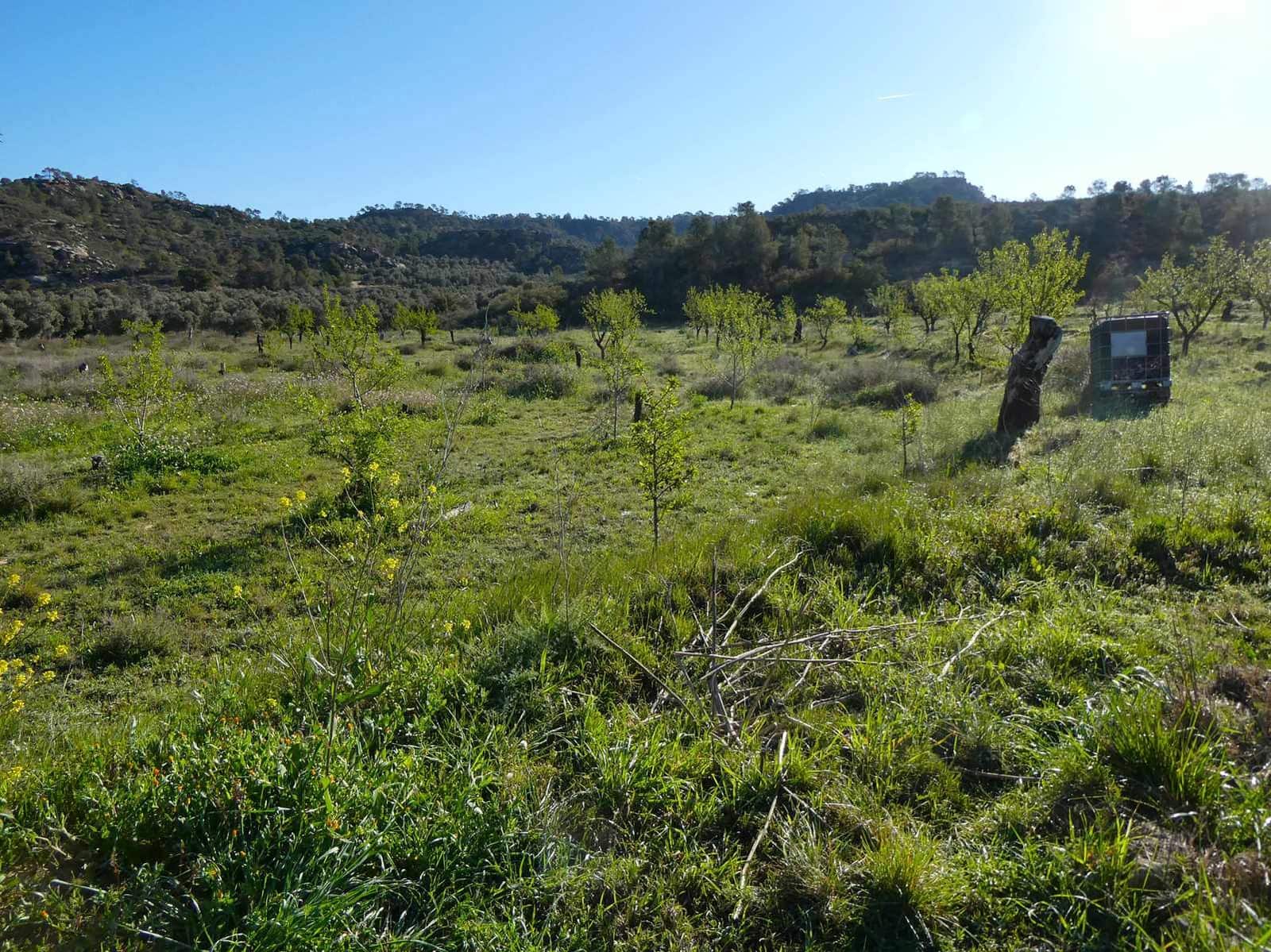 1 soveværelse Finca/Landehus til salg i Maella - € 43.500 (Ref: 8948337)