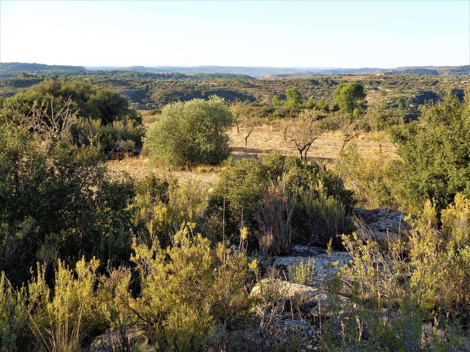 Finca/Landehus til salg i Maella - € 9.500 (Ref: 9001970)