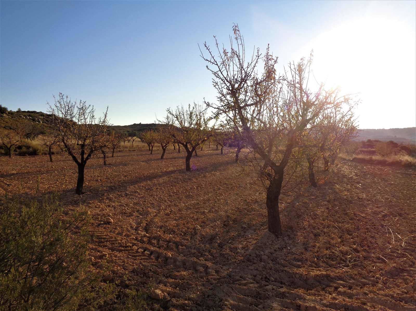 Finca/Landgut zu verkaufen in Maella - 9.500 € (Ref: 9001970)