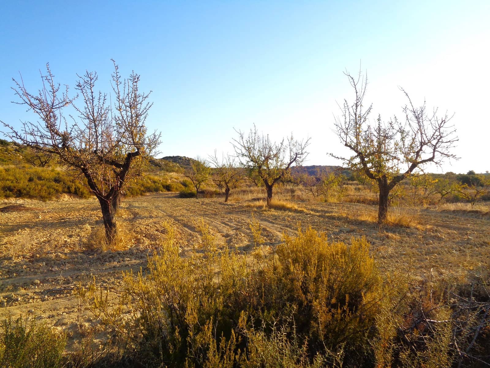 Finca/Landgut zu verkaufen in Maella - 9.500 € (Ref: 9001970)