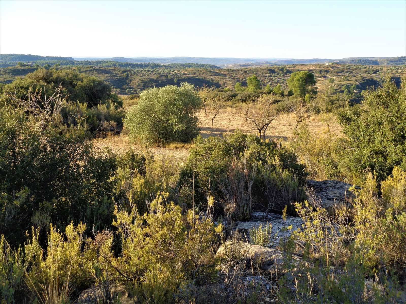Finca/Landgut zu verkaufen in Maella - 9.500 € (Ref: 9001970)