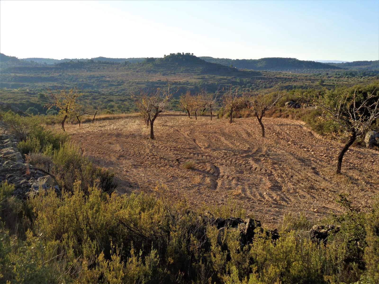 Finca/Landgut zu verkaufen in Maella - 9.500 € (Ref: 9001970)