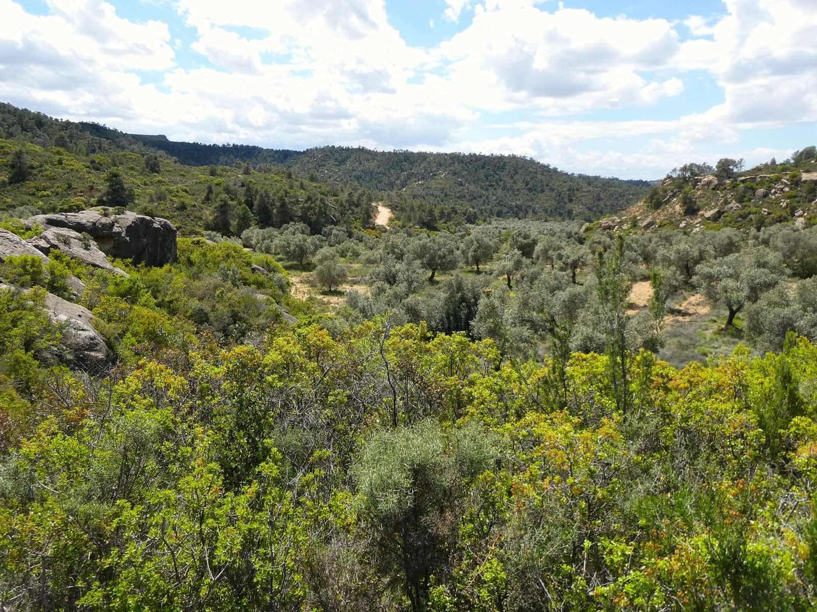 Finka/Dom wiejski na sprzedaż w Maella - 35 000 € (Ref: 9025546)