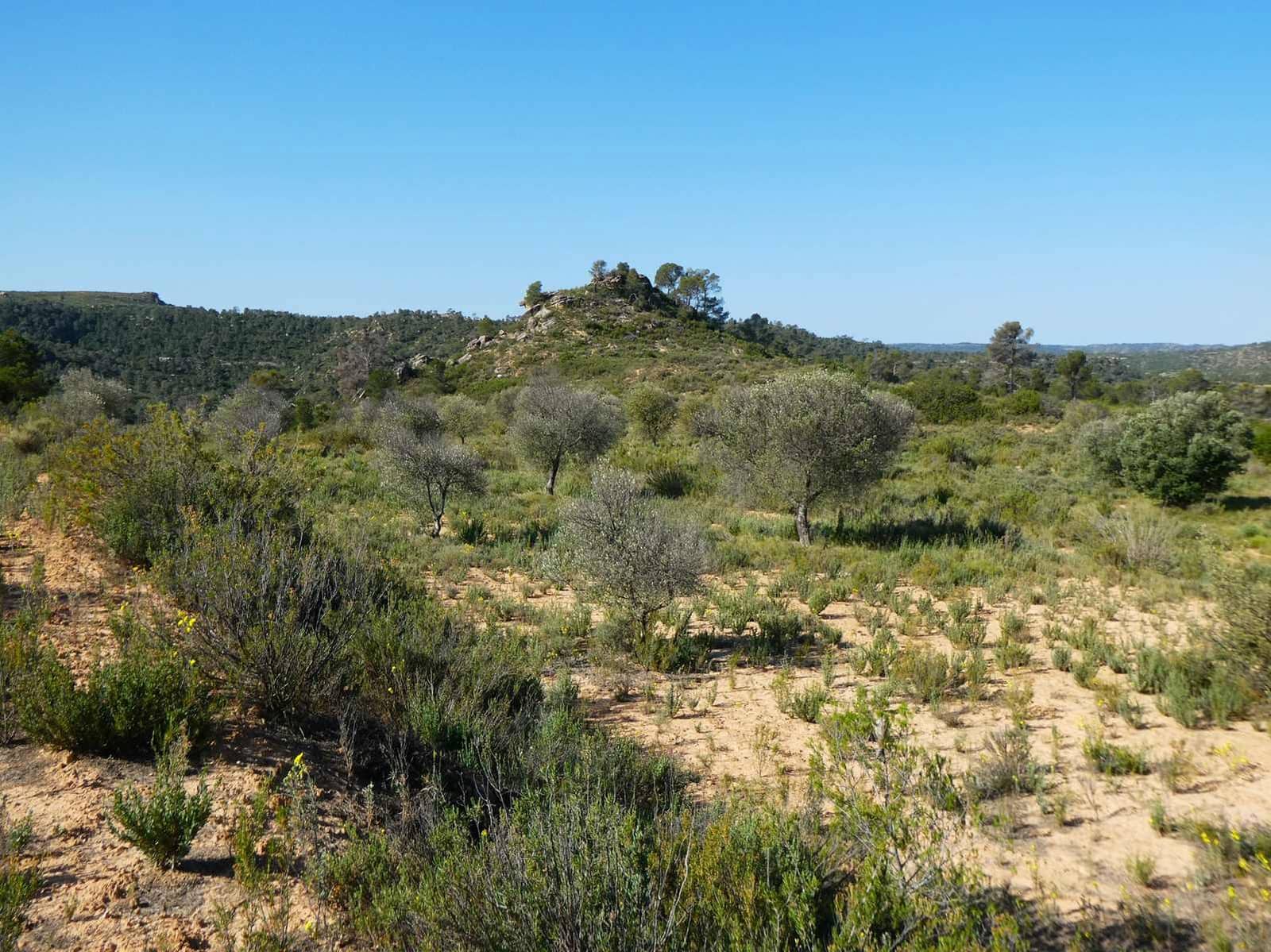 Finka/Dom wiejski na sprzedaż w Maella - 35 000 € (Ref: 9025546)