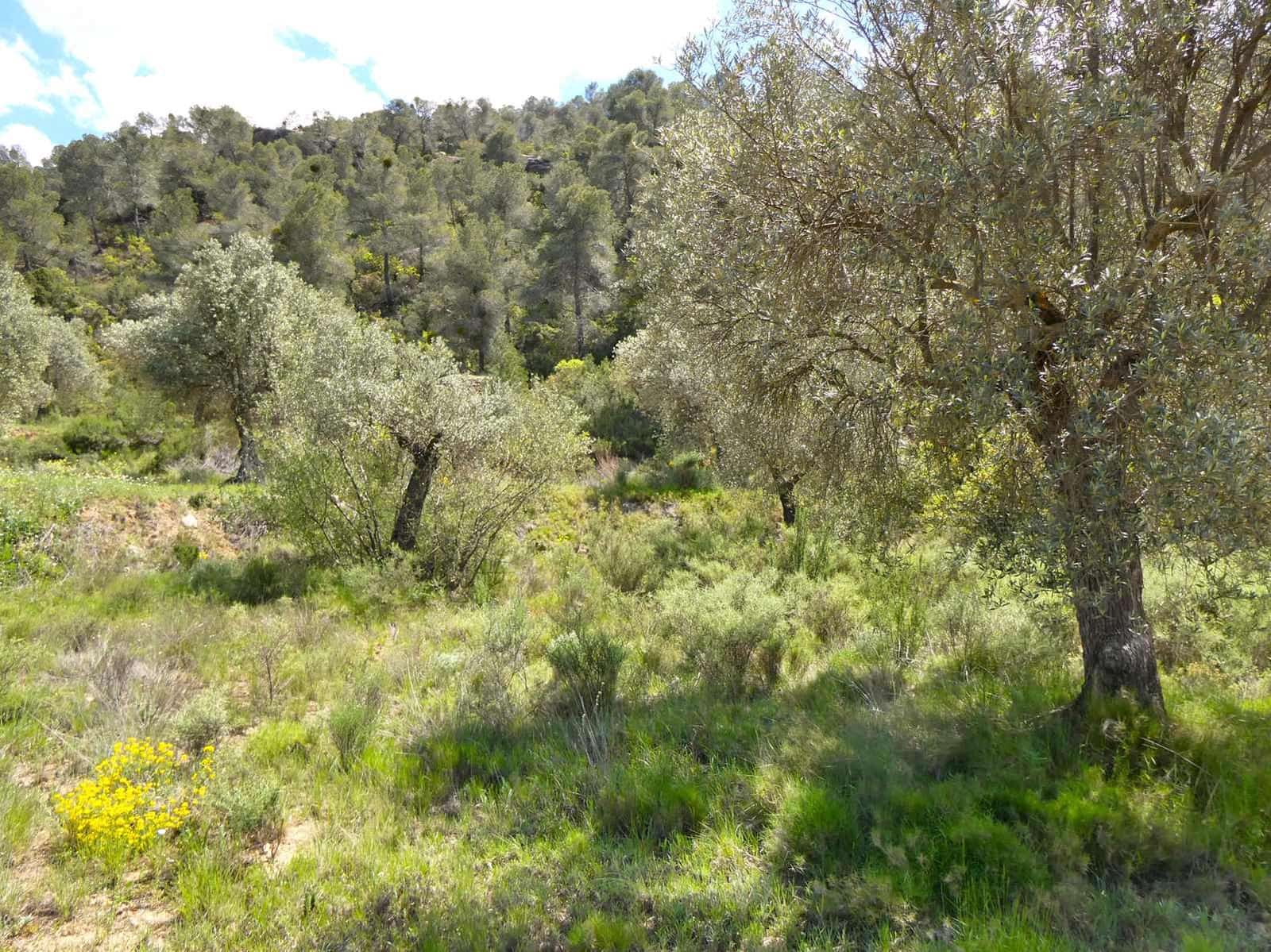 Finka/Dom wiejski na sprzedaż w Maella - 35 000 € (Ref: 9025546)