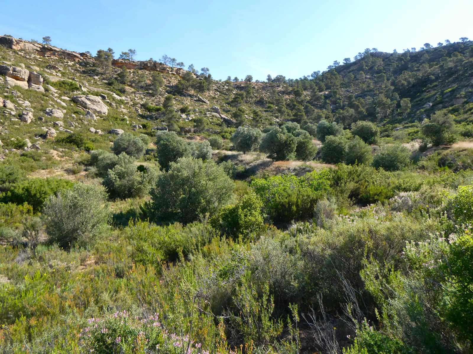 Finka/Dom wiejski na sprzedaż w Maella - 35 000 € (Ref: 9025546)