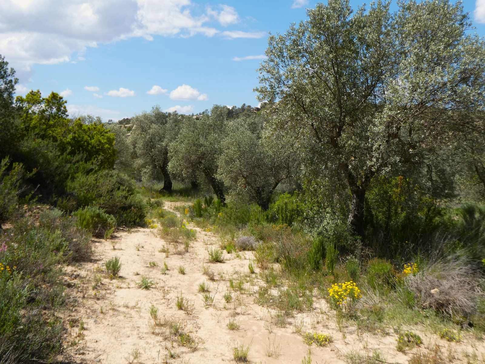 Finka/Dom wiejski na sprzedaż w Maella - 35 000 € (Ref: 9025546)