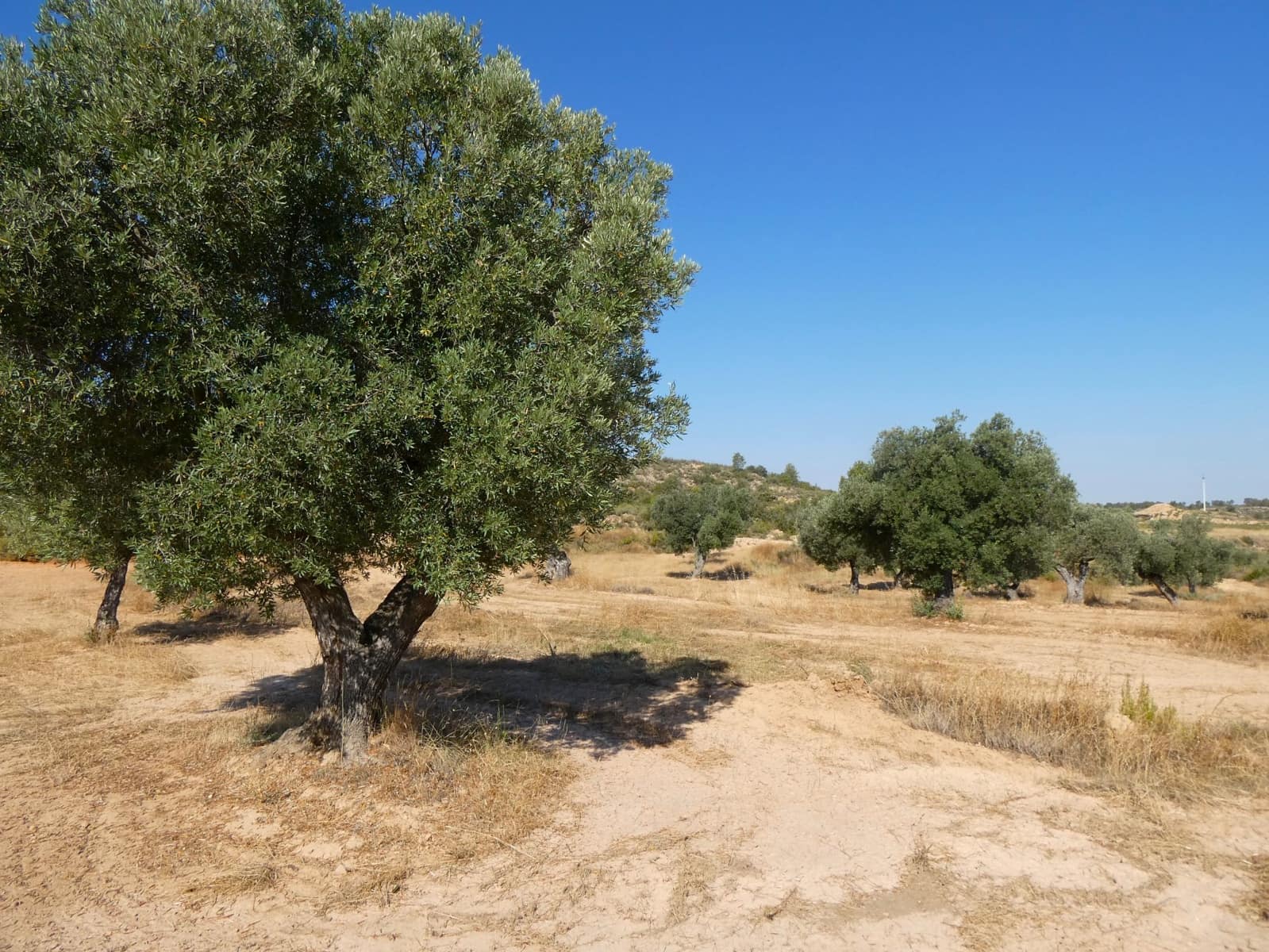 Finca/Landehus til salg i Maella - € 25.000 (Ref: 9100023)