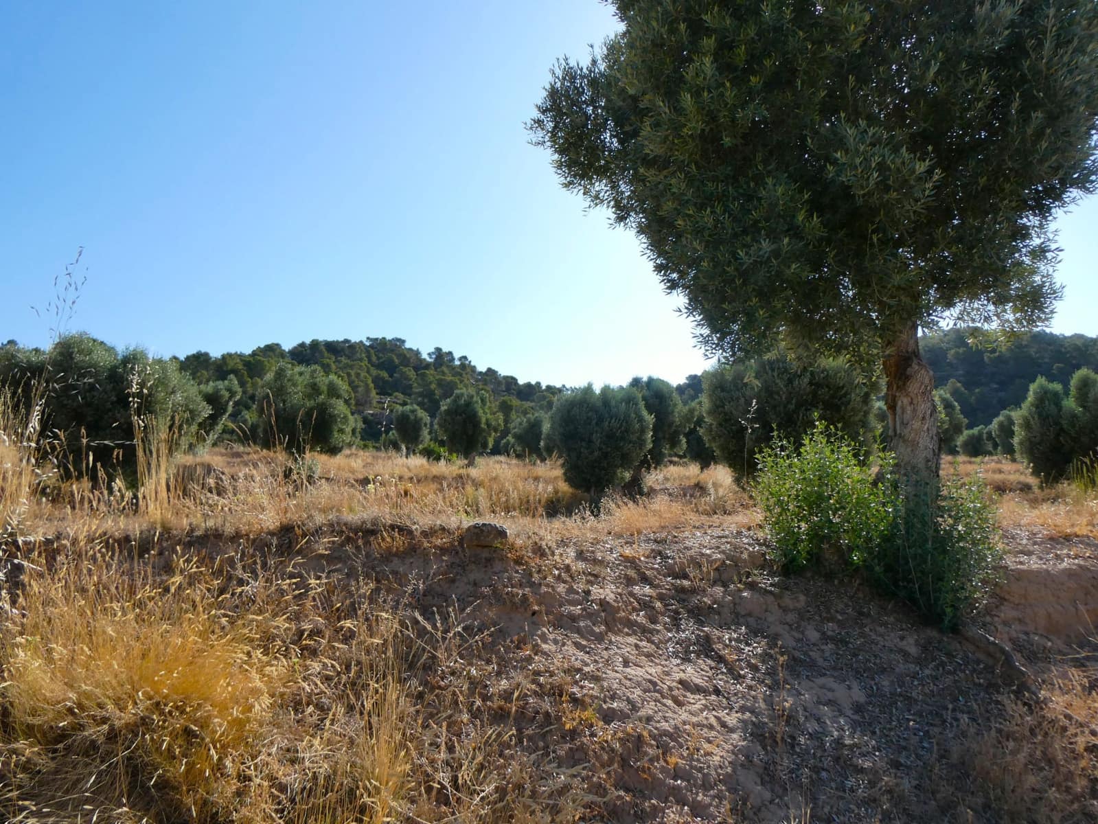 Finca/Landhuis te koop in Mazaleon - € 16.000 (Ref: 9100024)