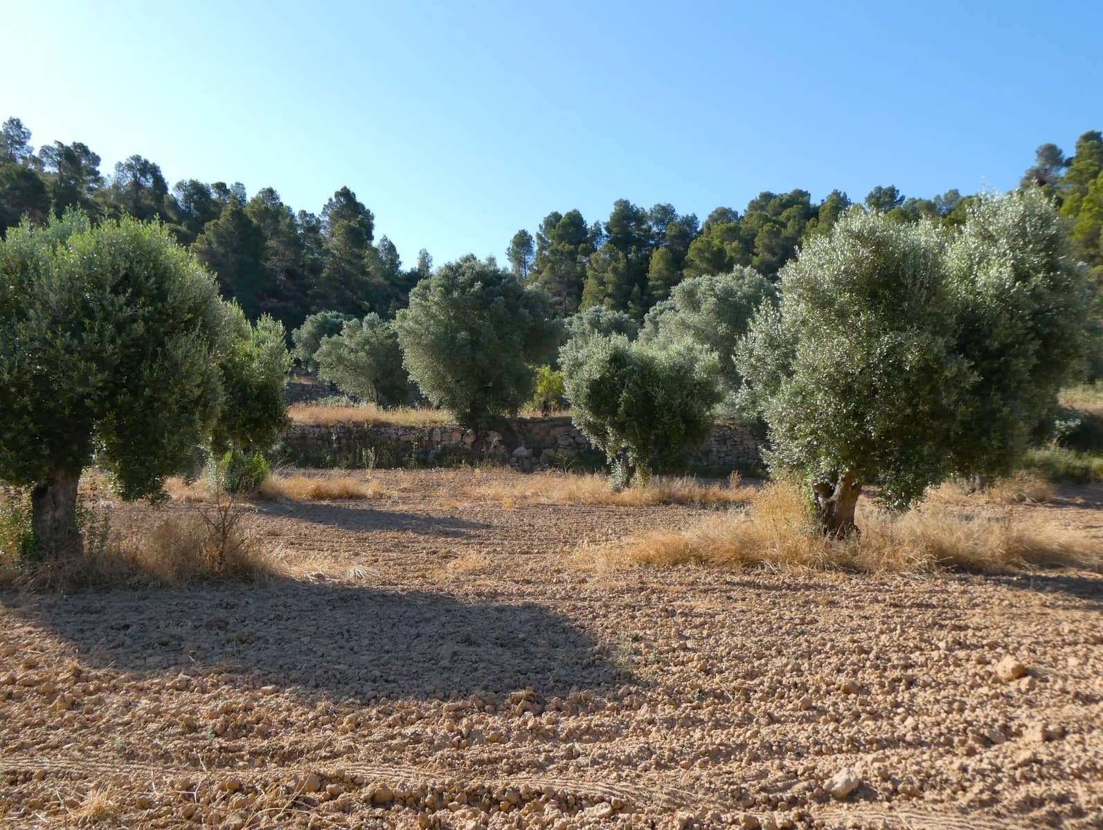 Finca/Landhuis te koop in Mazaleon - € 16.000 (Ref: 9100024)