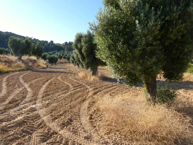 Finca/Casa Rural en Mazaleón en venta - 16.000 € (Ref: 9100024)