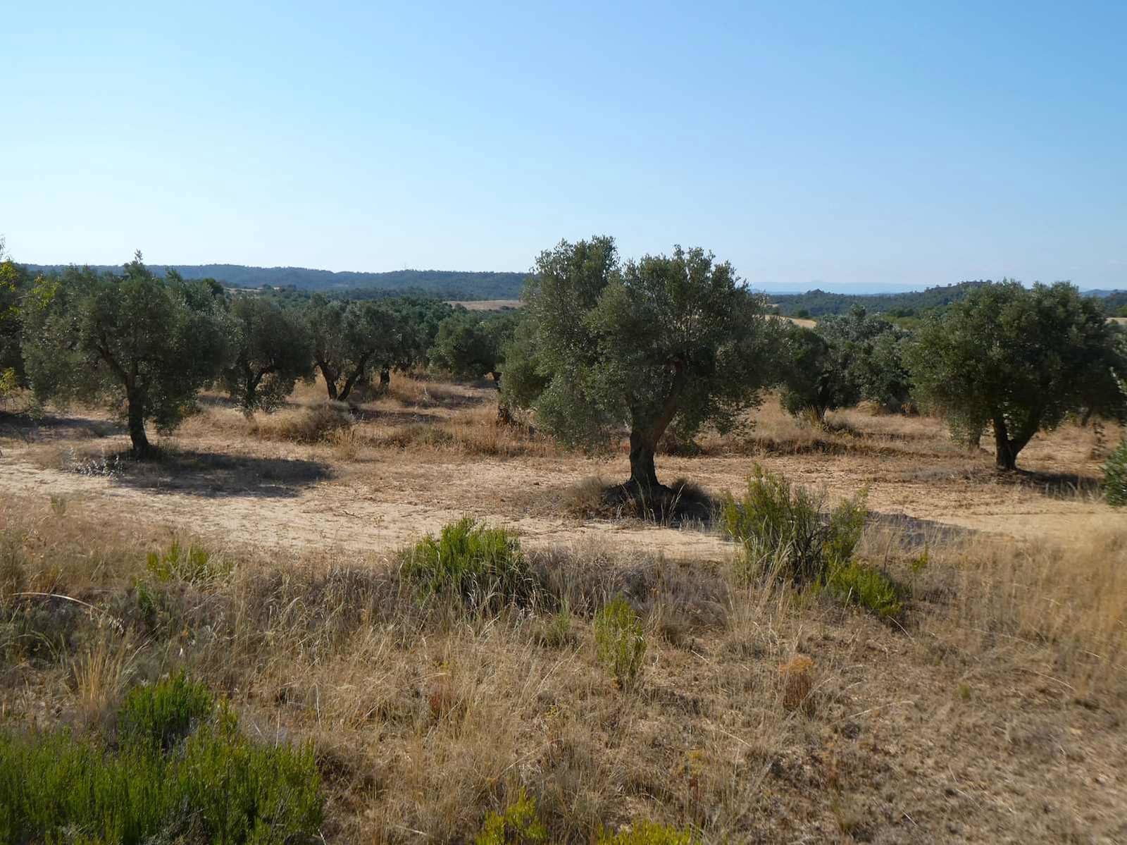 Finca/Casa Rural de 2 habitaciones en Caspe en venta - 67.000 € (Ref: 9156301)