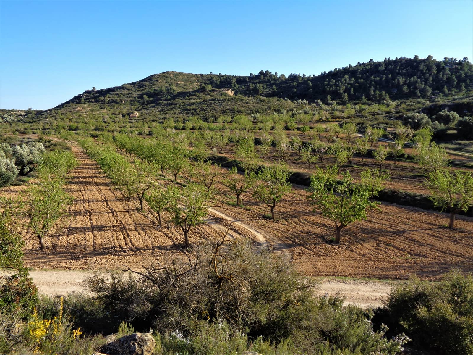 Finca/Landehus til salg i Maella - € 43.000 (Ref: 9190500)