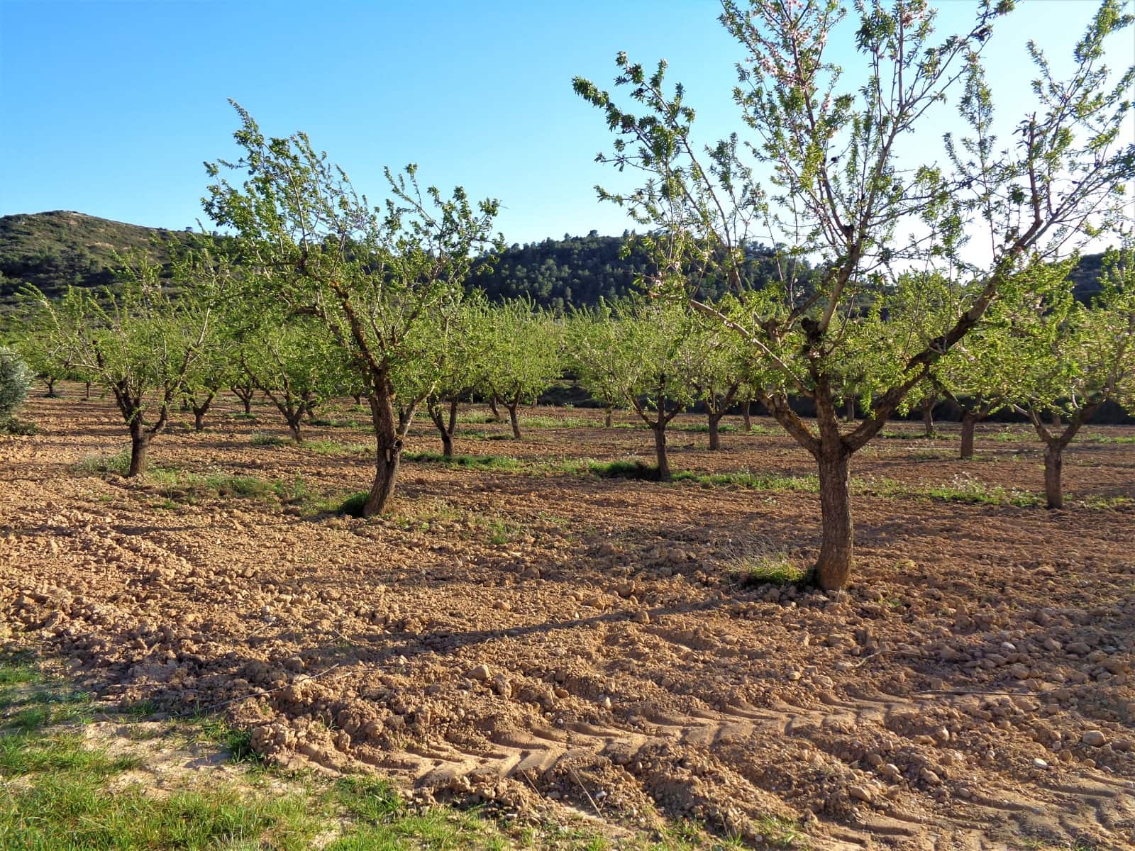 Finca/Landehus til salg i Maella - € 43.000 (Ref: 9190500)