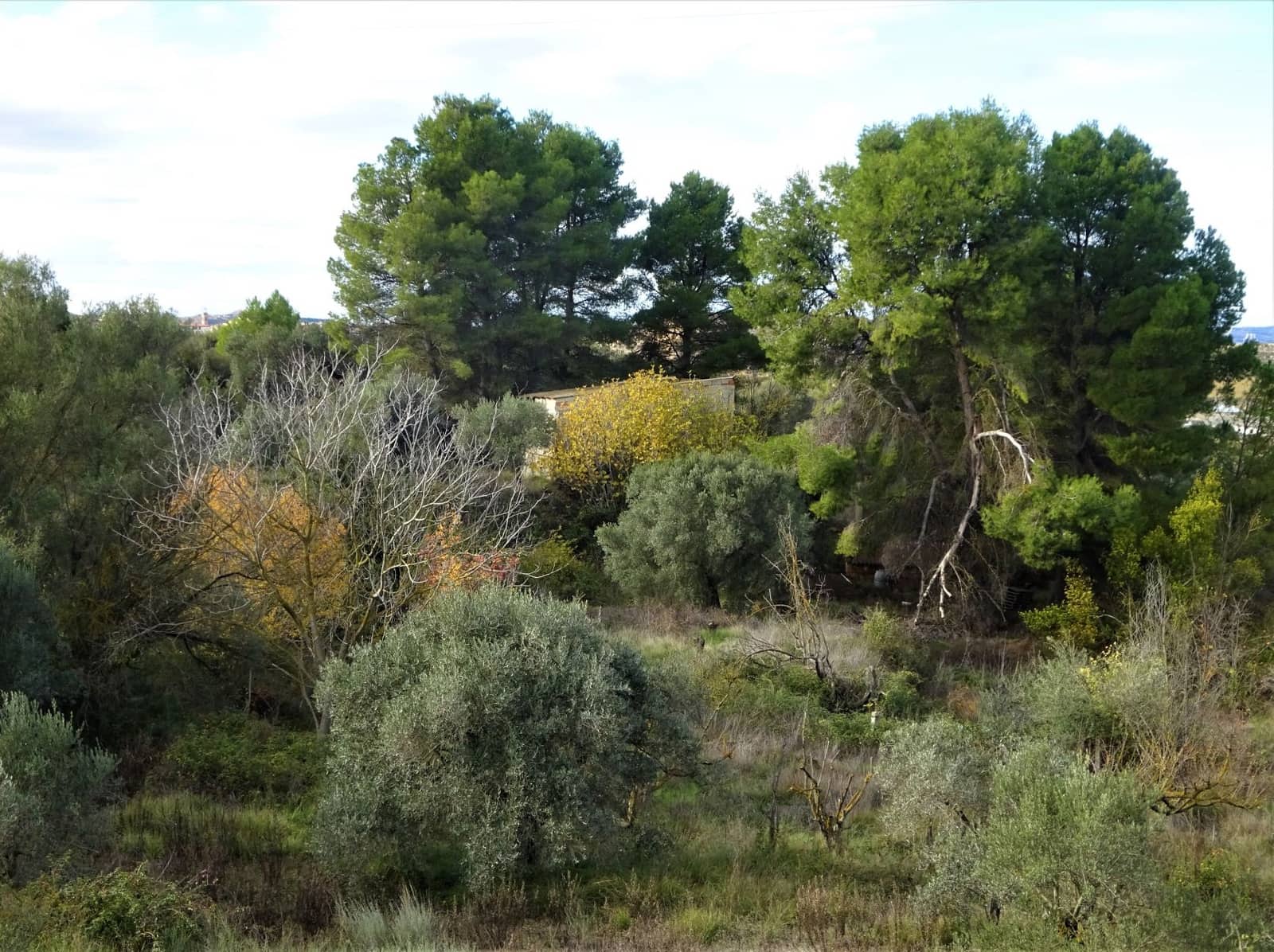 Finca/Landehus til salg i Caspe - € 32.000 (Ref: 9218578)