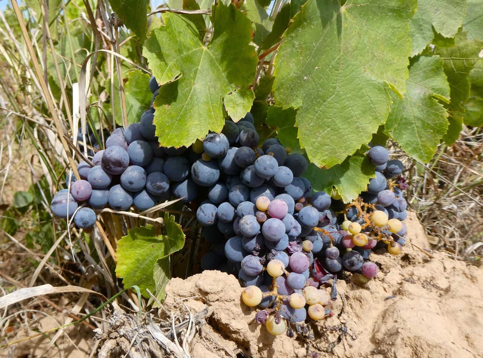 Finca/Landehus til salg i Calaceite - € 21.500 (Ref: 9218953)