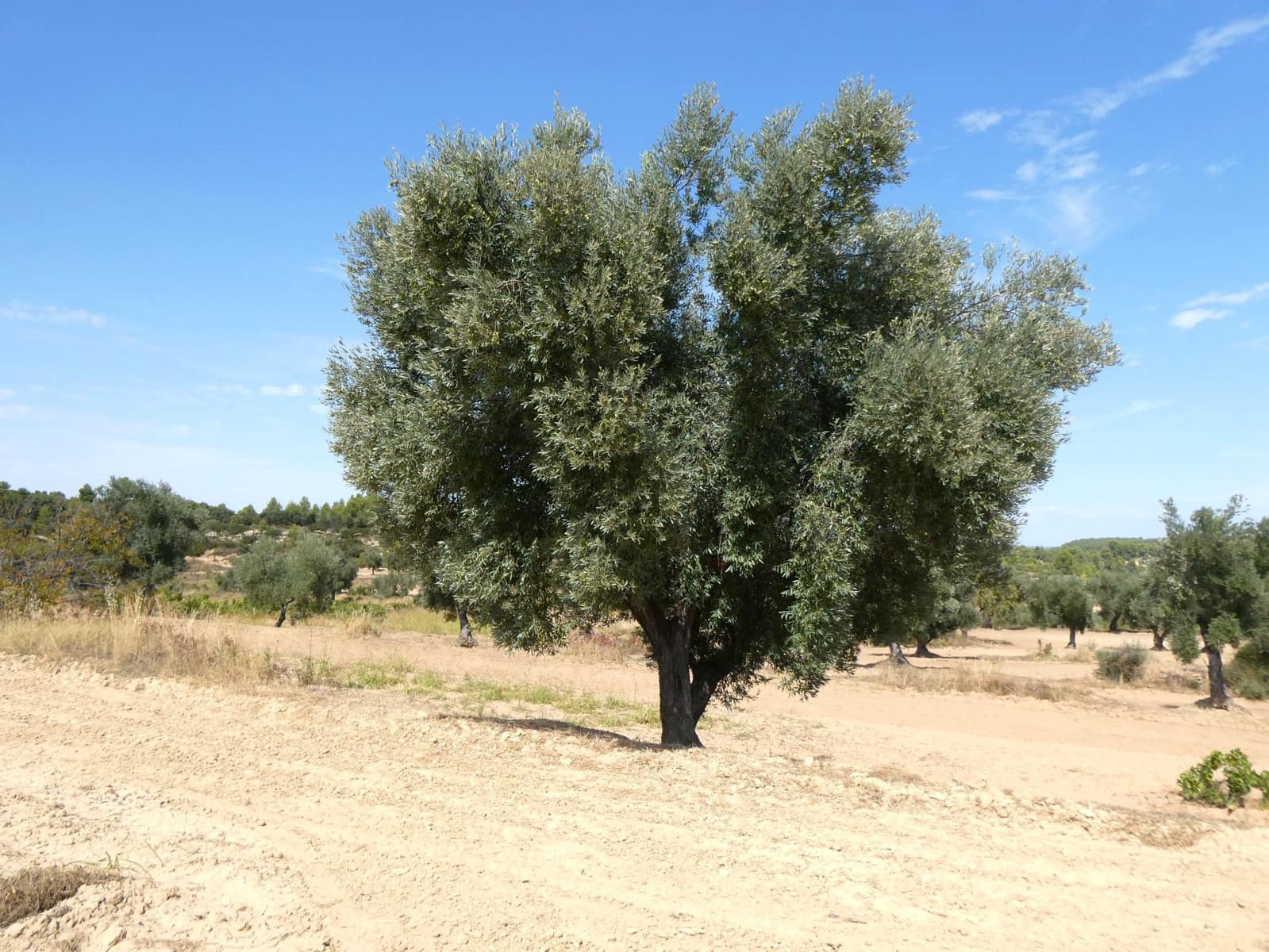 Finca/Landehus til salg i Calaceite - € 21.500 (Ref: 9218953)