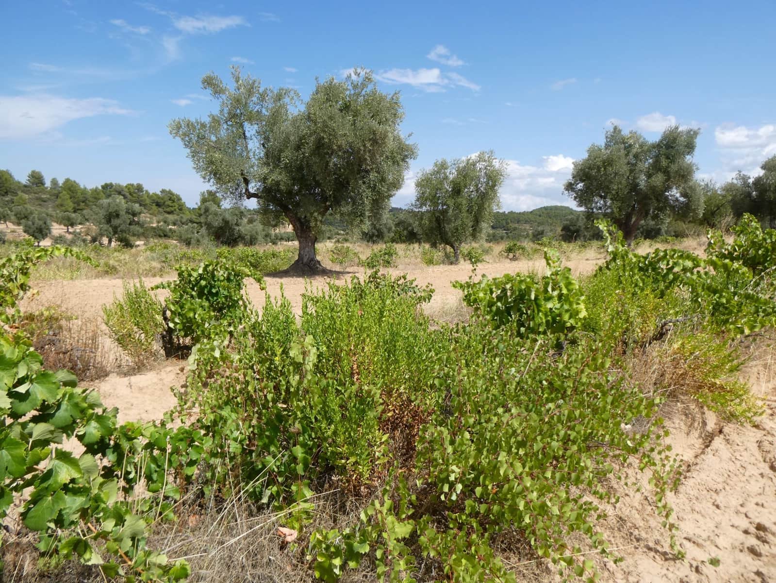 Finca/Landehus til salg i Calaceite - € 21.500 (Ref: 9218953)