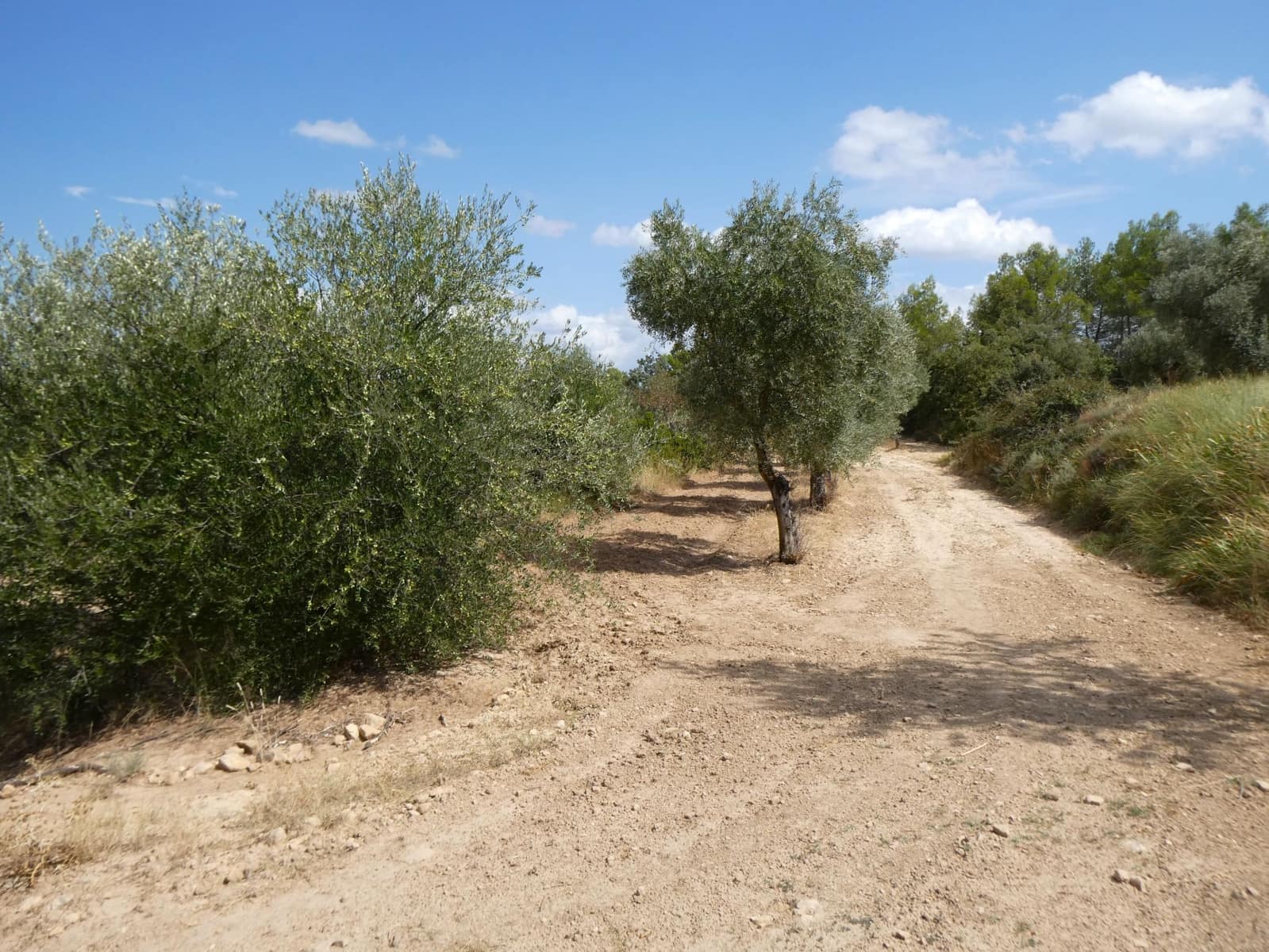 Finca/Landehus til salg i Calaceite - € 21.500 (Ref: 9218953)