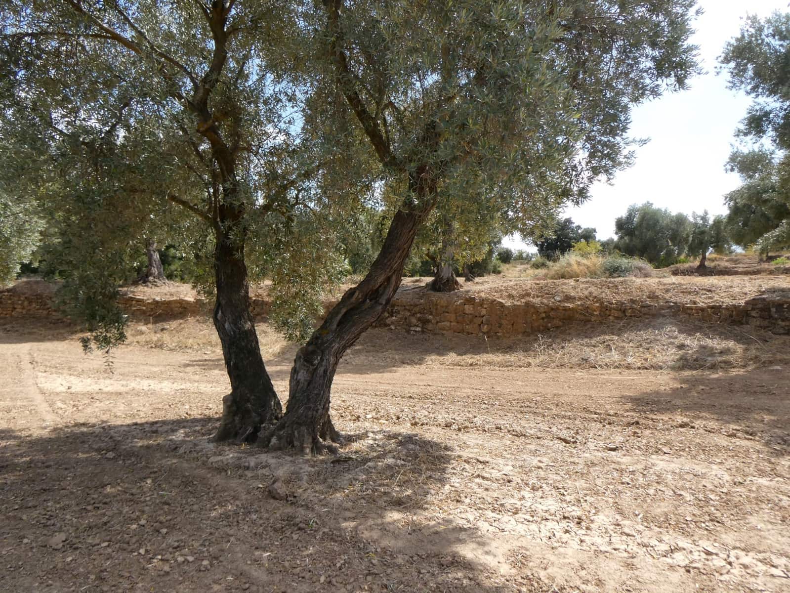 Finca/Landehus til salg i Calaceite - € 21.500 (Ref: 9218953)