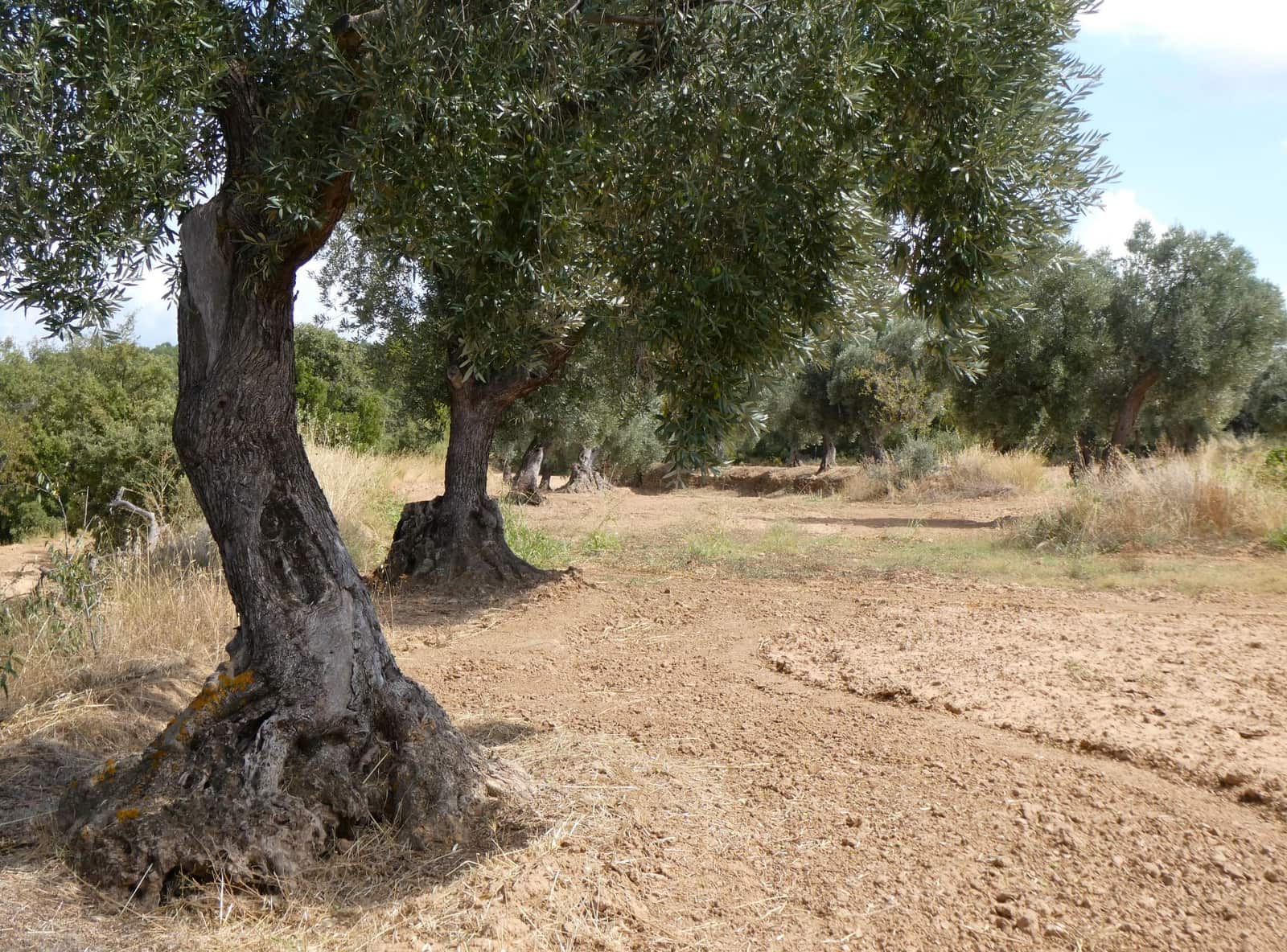 Finca/Landehus til salg i Calaceite - € 21.500 (Ref: 9218953)