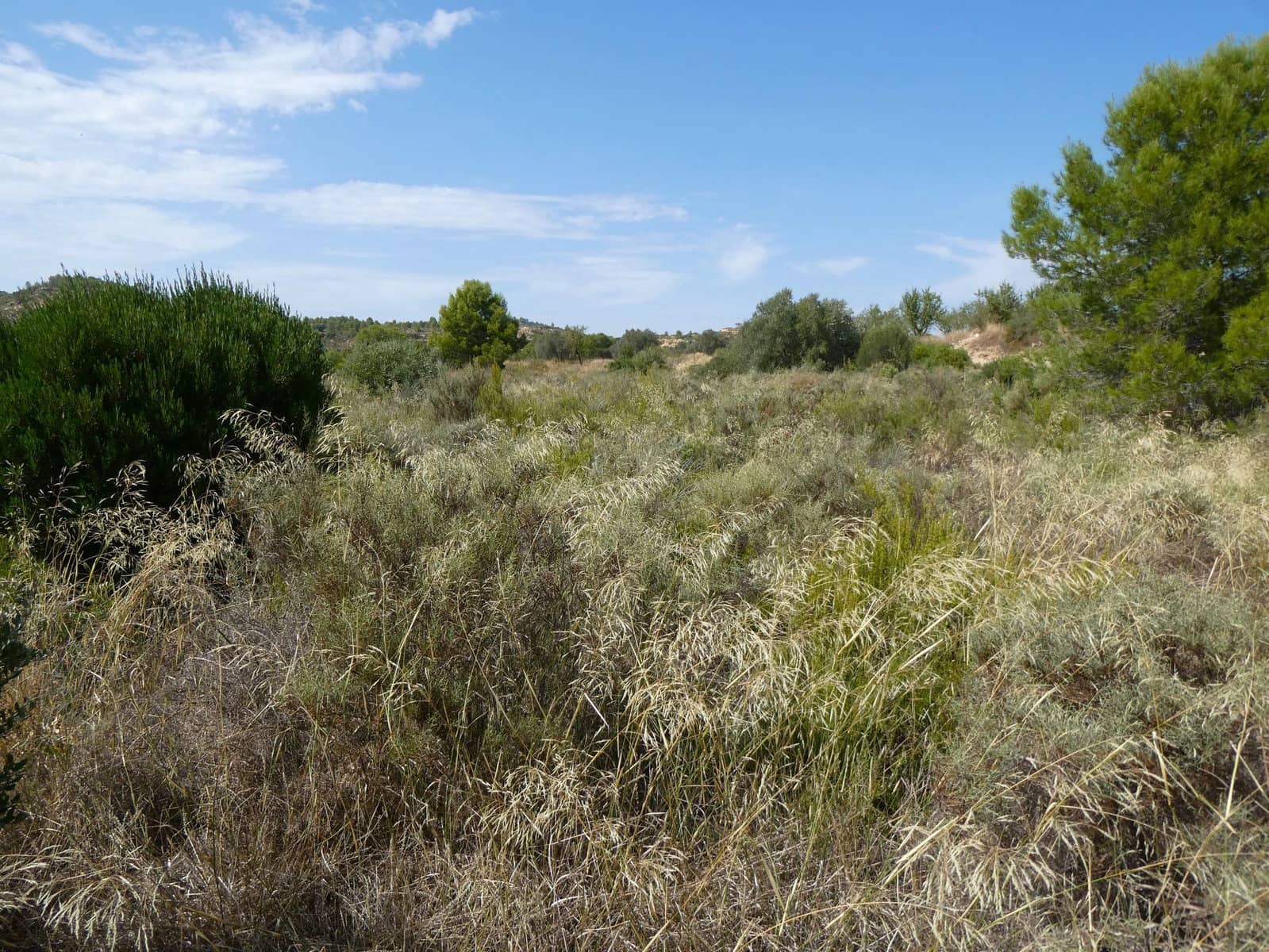 Finca/Casa Rural en Caseres en venta - 8.500 € (Ref: 9219620)