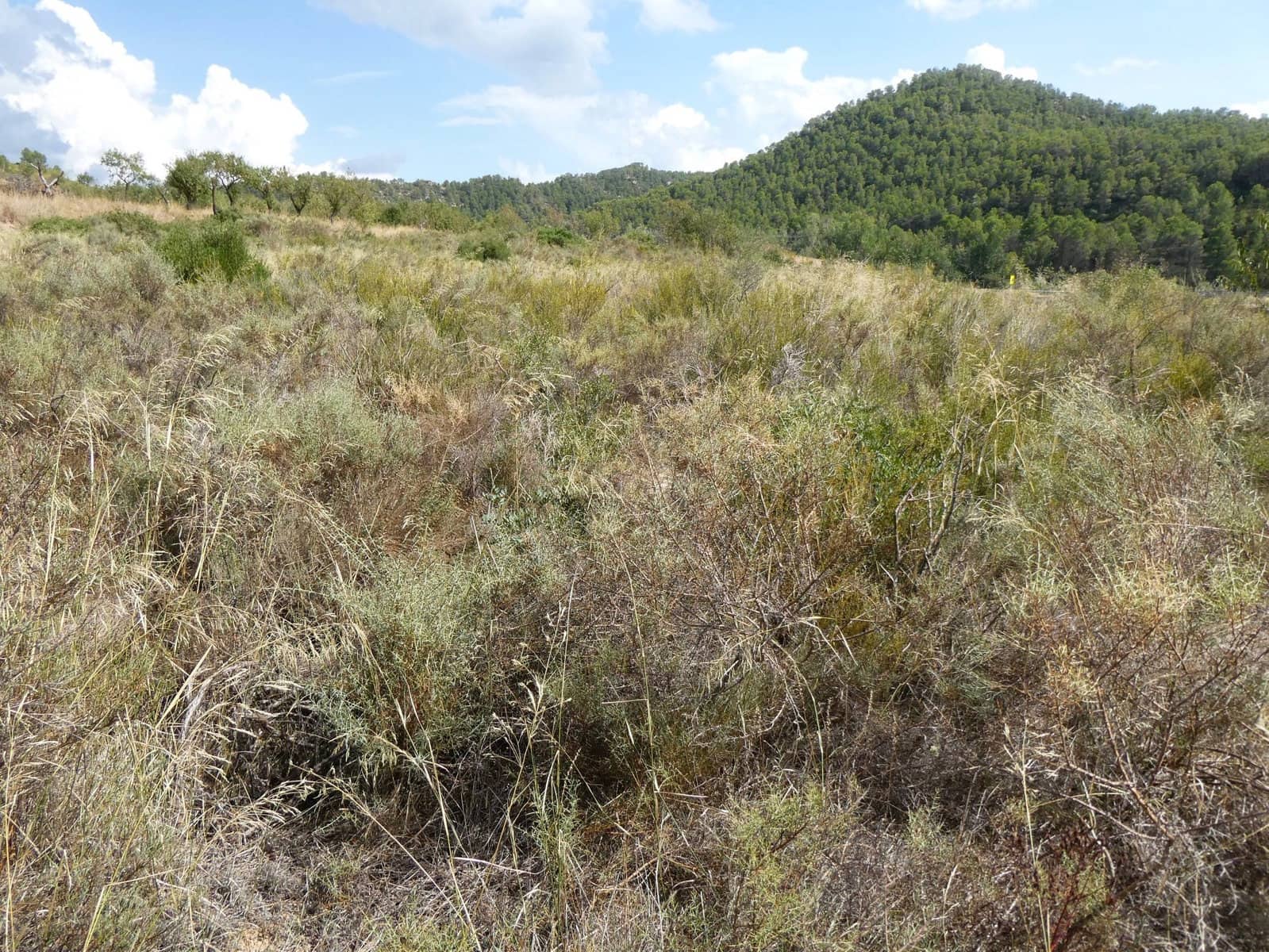 Finca/Casa Rural en Caseres en venta - 8.500 € (Ref: 9219620)