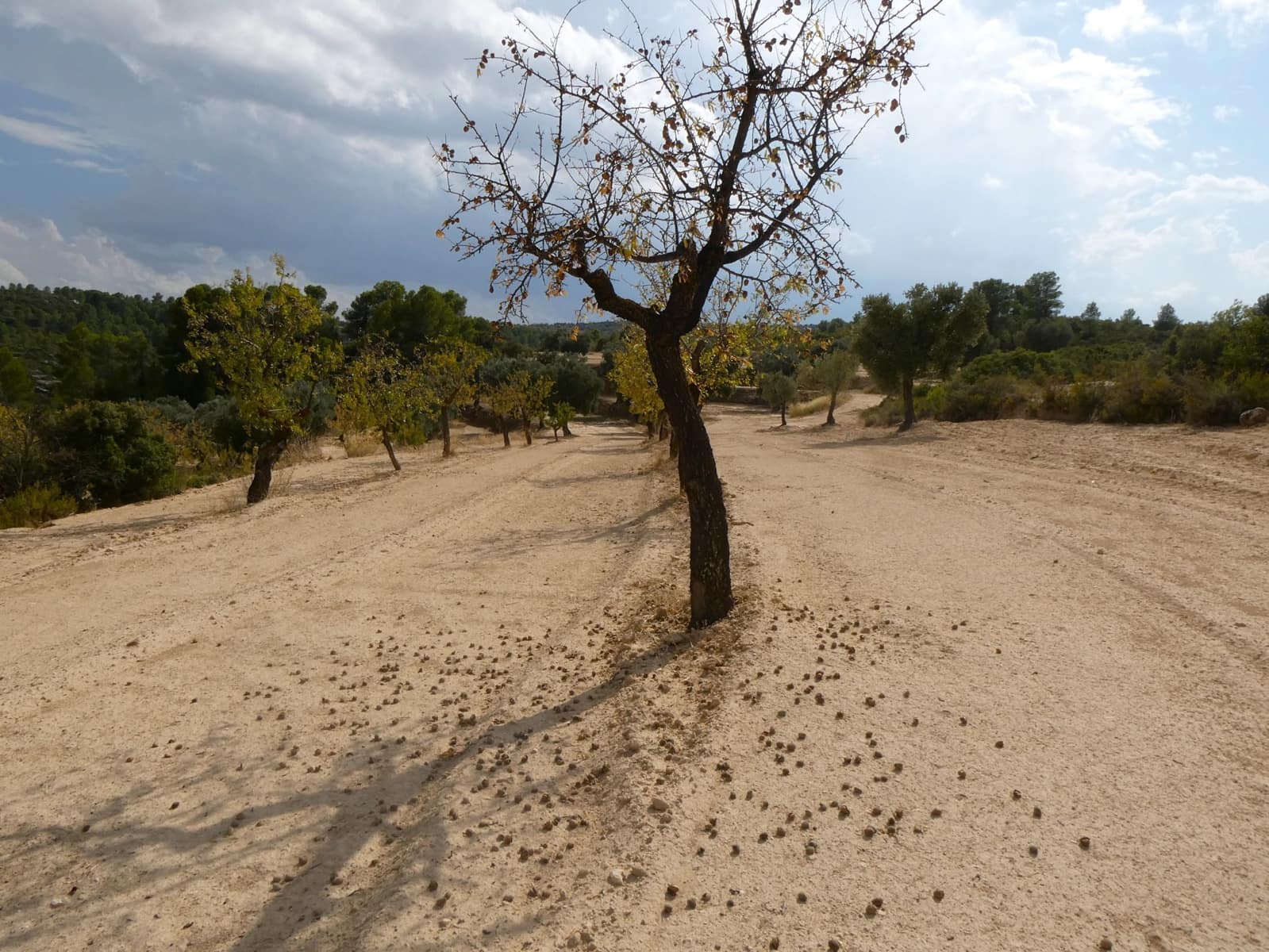 Finca/Hus på landet till salu i Calaceite - 10 500 € (Ref: 9226026)