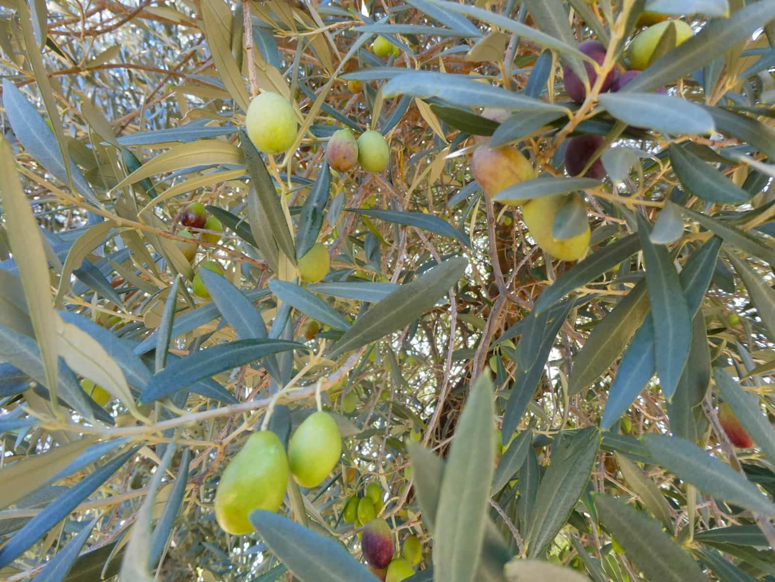 Finca/Landehus til salg i Maella - € 15.500 (Ref: 9263348)