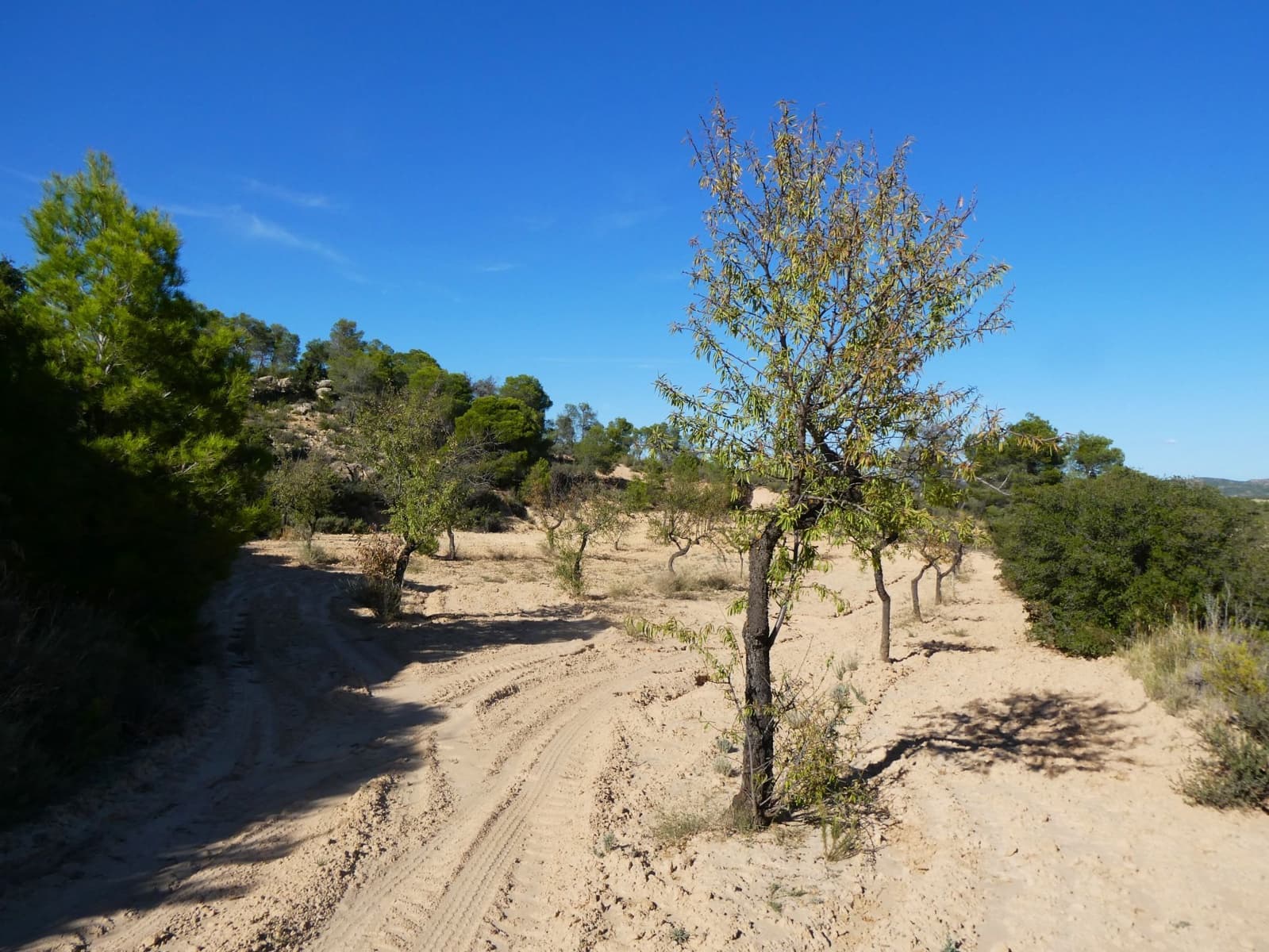 Finca/Landehus til salg i Maella - € 15.500 (Ref: 9263348)