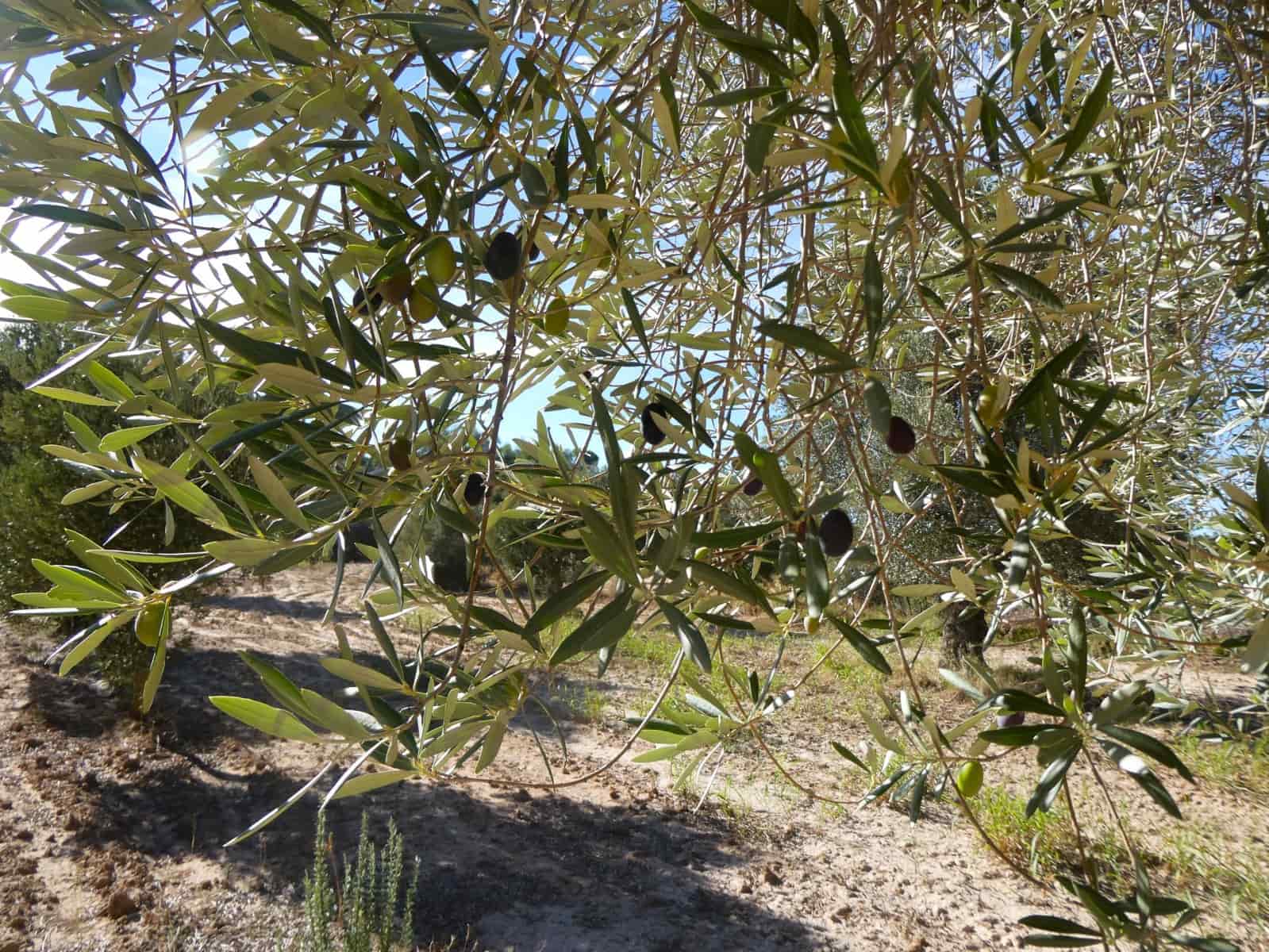 Finca/Landehus til salg i Maella - € 15.500 (Ref: 9263348)